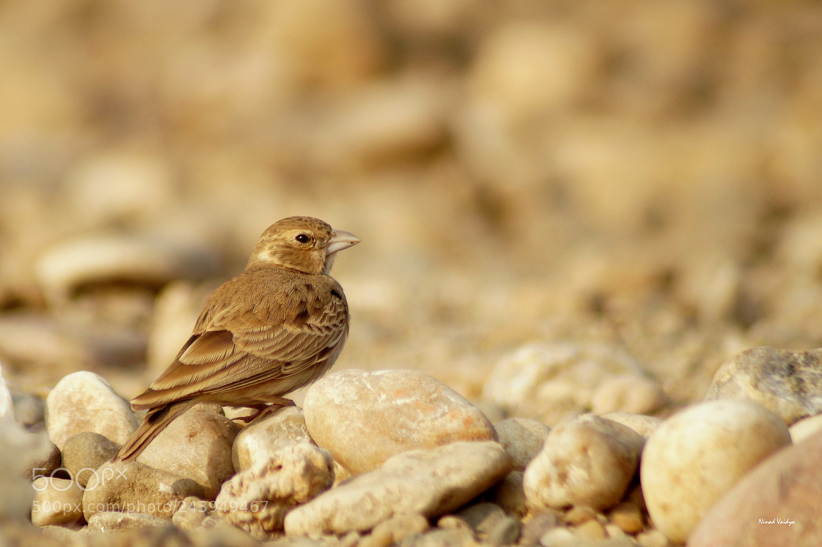 Sony SLT-A58 sample photo. Ashy crowned sparrow lark photography