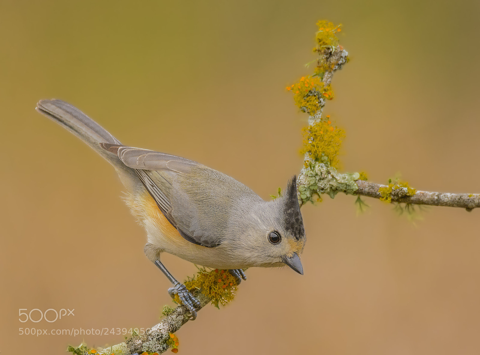 Nikon D7100 sample photo. Black-crested titmouse photography