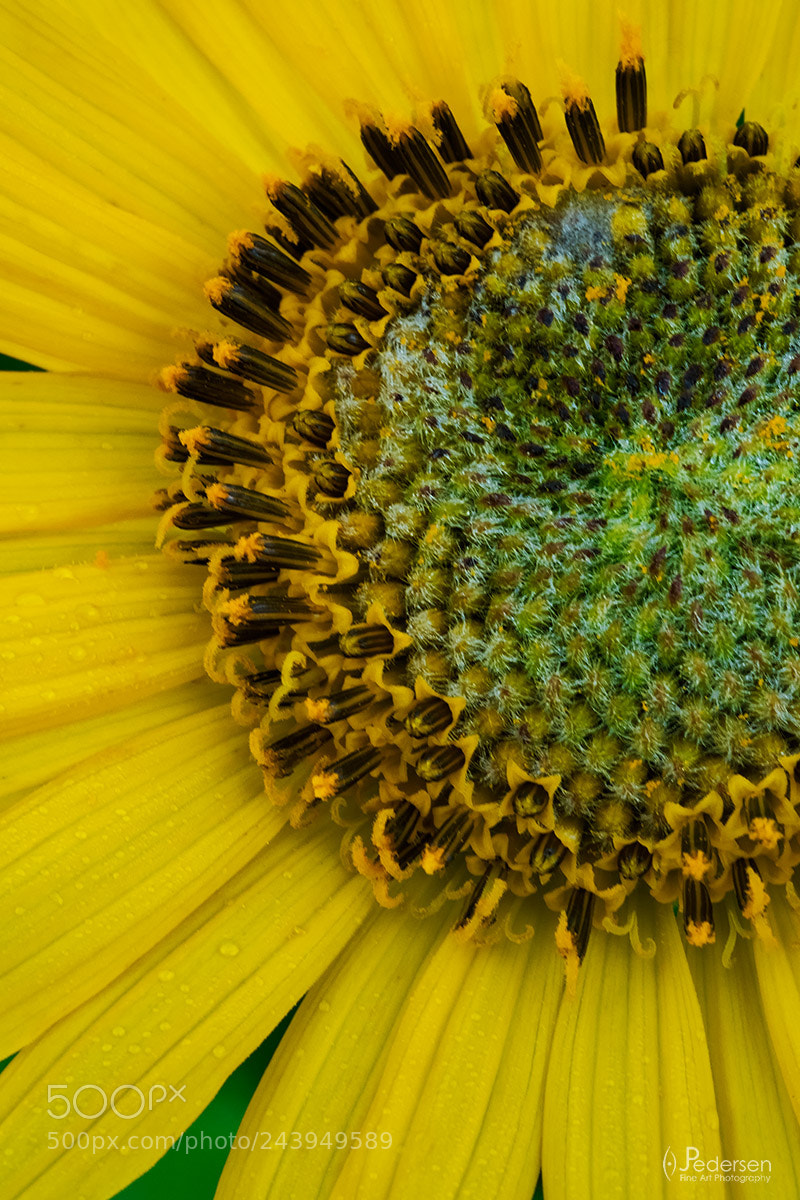 Fujifilm X-T2 sample photo. Screaming yellow wowza photography