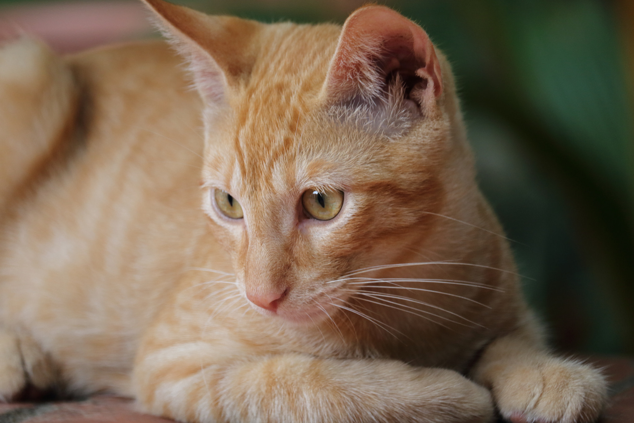 Canon EF-S 55-250mm F4-5.6 IS STM sample photo. A photography