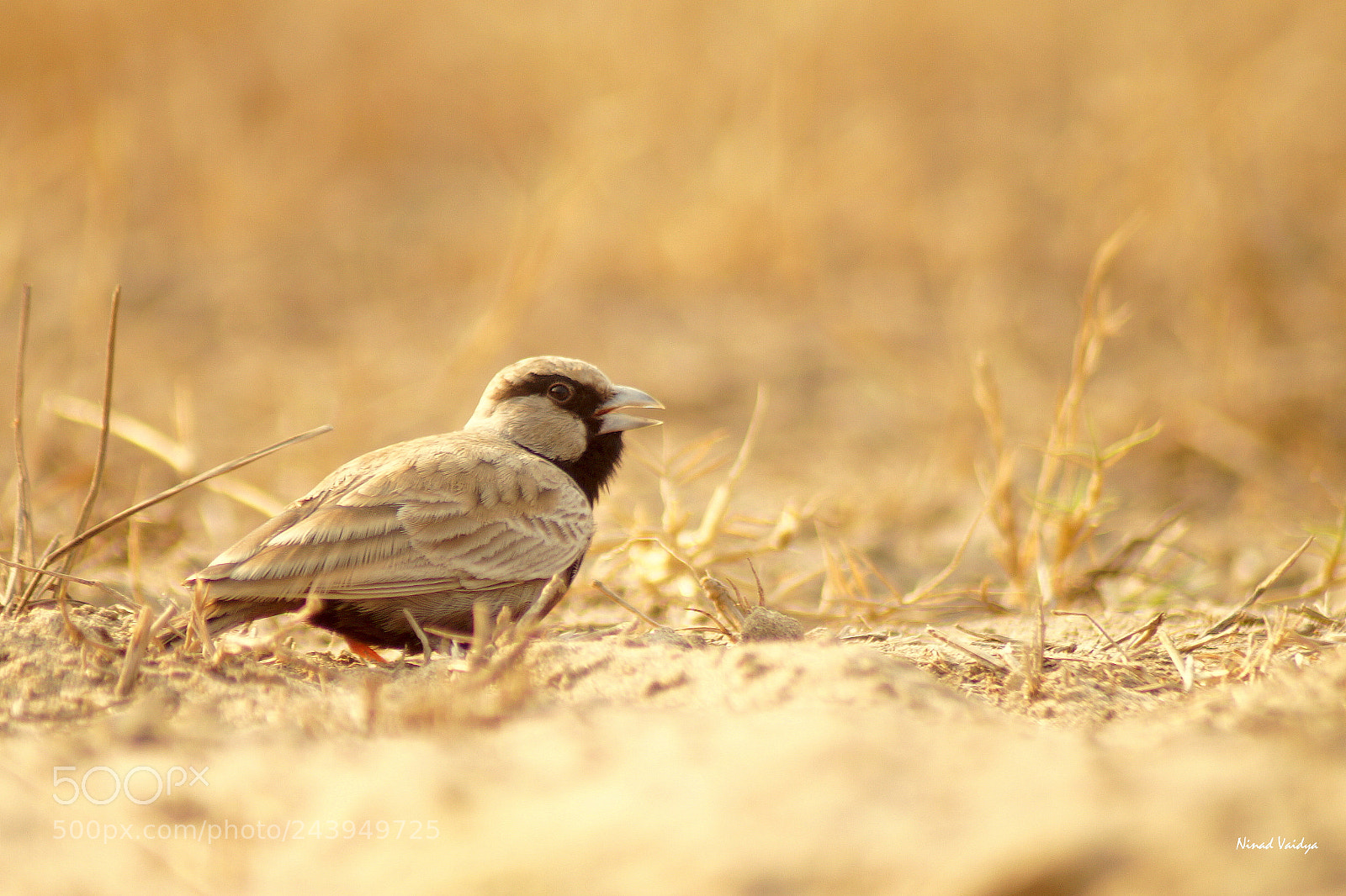 Sony SLT-A58 sample photo. Ashy crowned sparrow lark photography