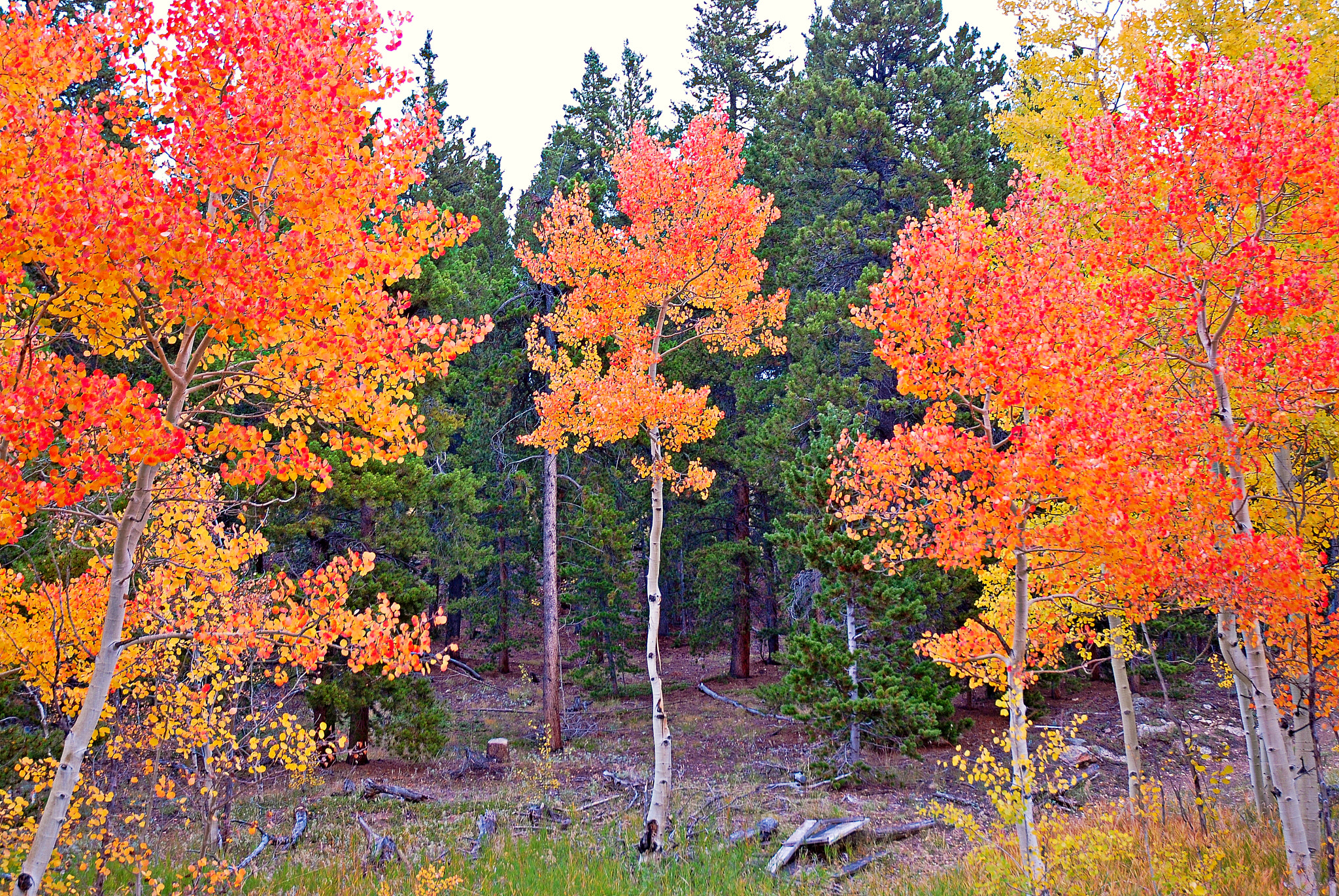 Nikon D200 sample photo. Red aspens on peak to peak highway photography