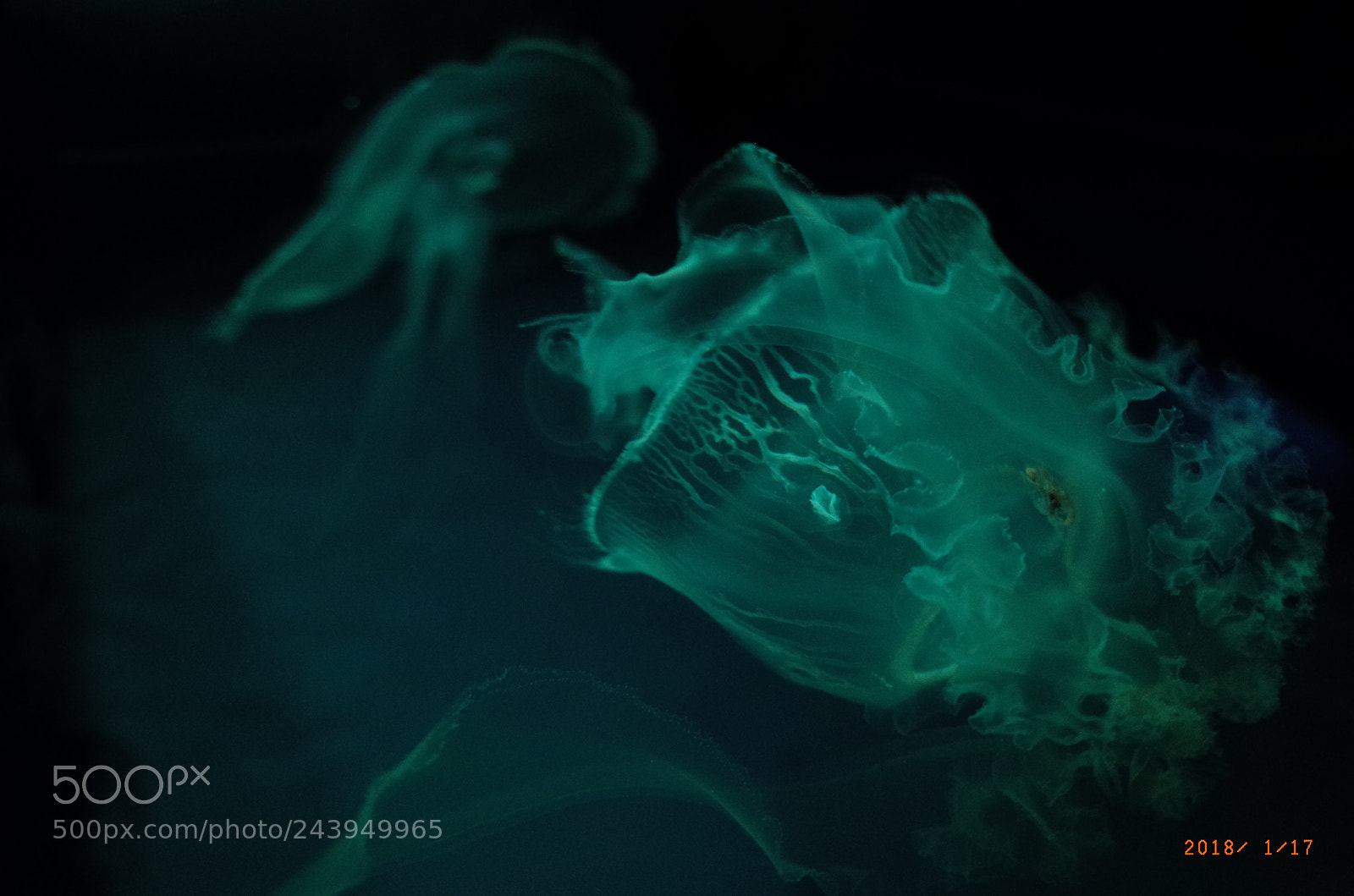 Ricoh GR II sample photo. Jellyfish photography