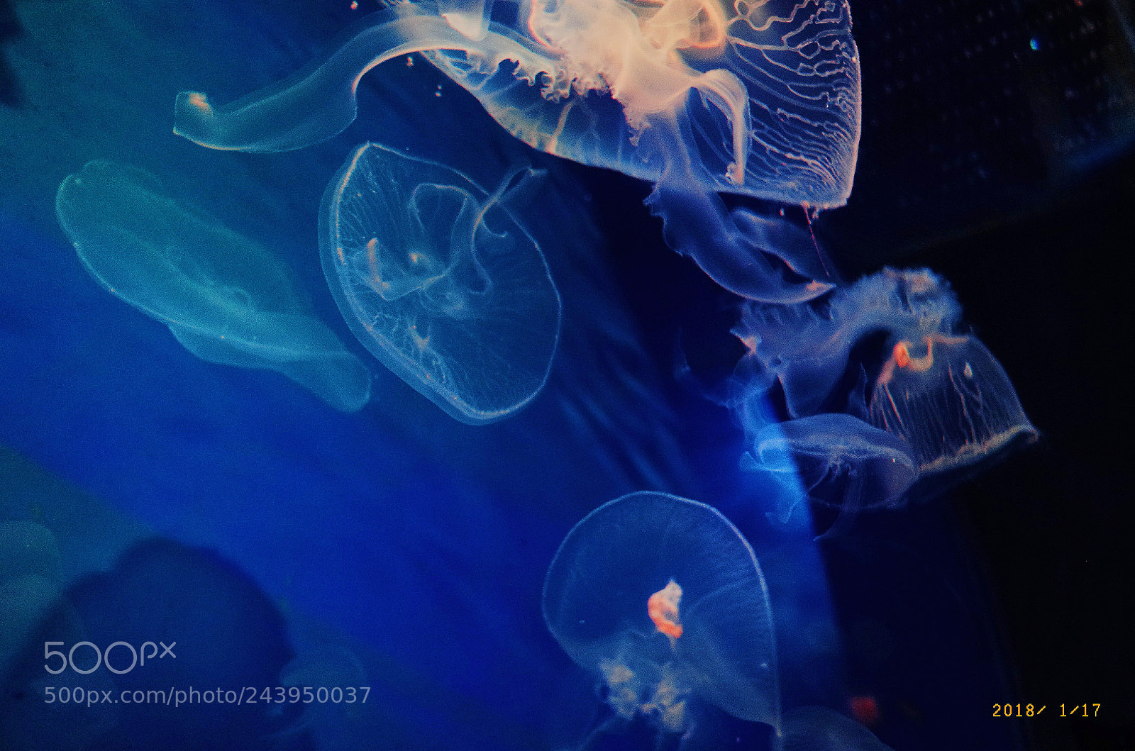 Ricoh GR II sample photo. Jellyfish photography