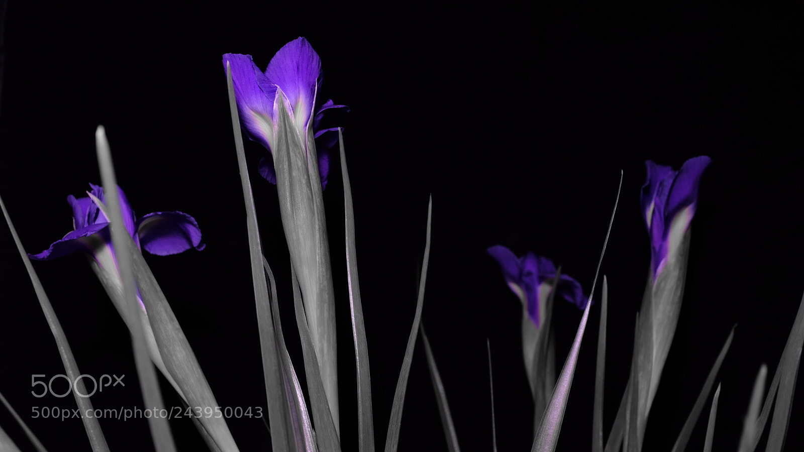 Fujifilm X100F sample photo. Irises photography
