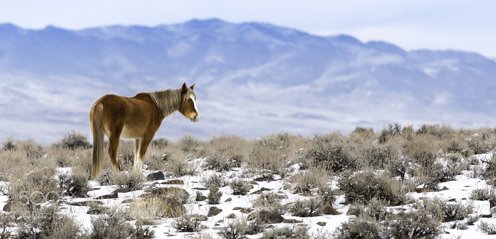 Nikon D610 sample photo. Pinenut mustang photography