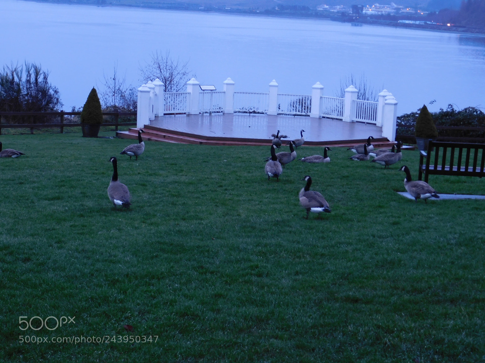 Nikon Coolpix B500 sample photo. Traffic gaggle in steilacoom photography