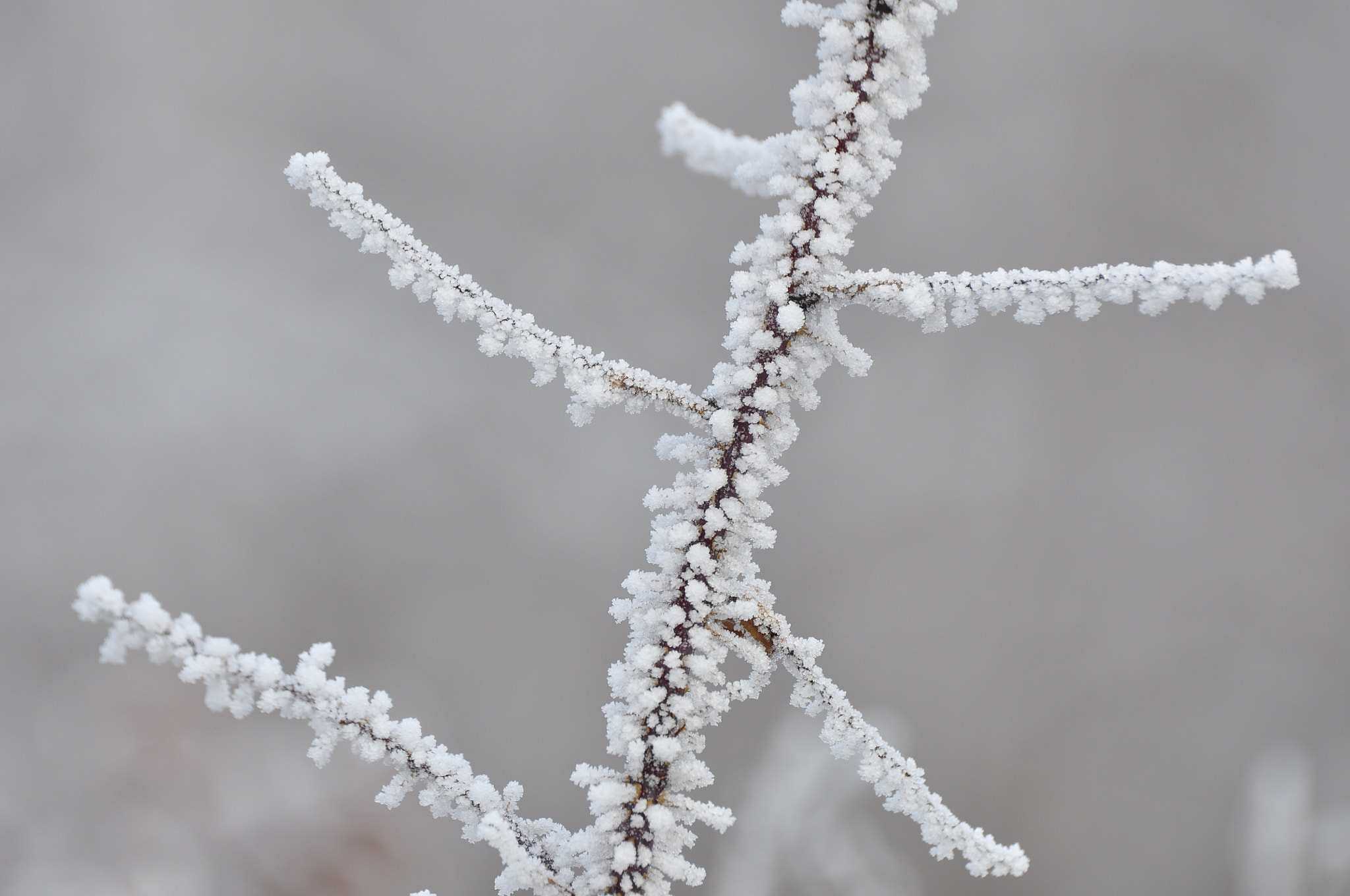 Sigma APO 170-500mm F5-6.3 Aspherical RF sample photo. Winter photography