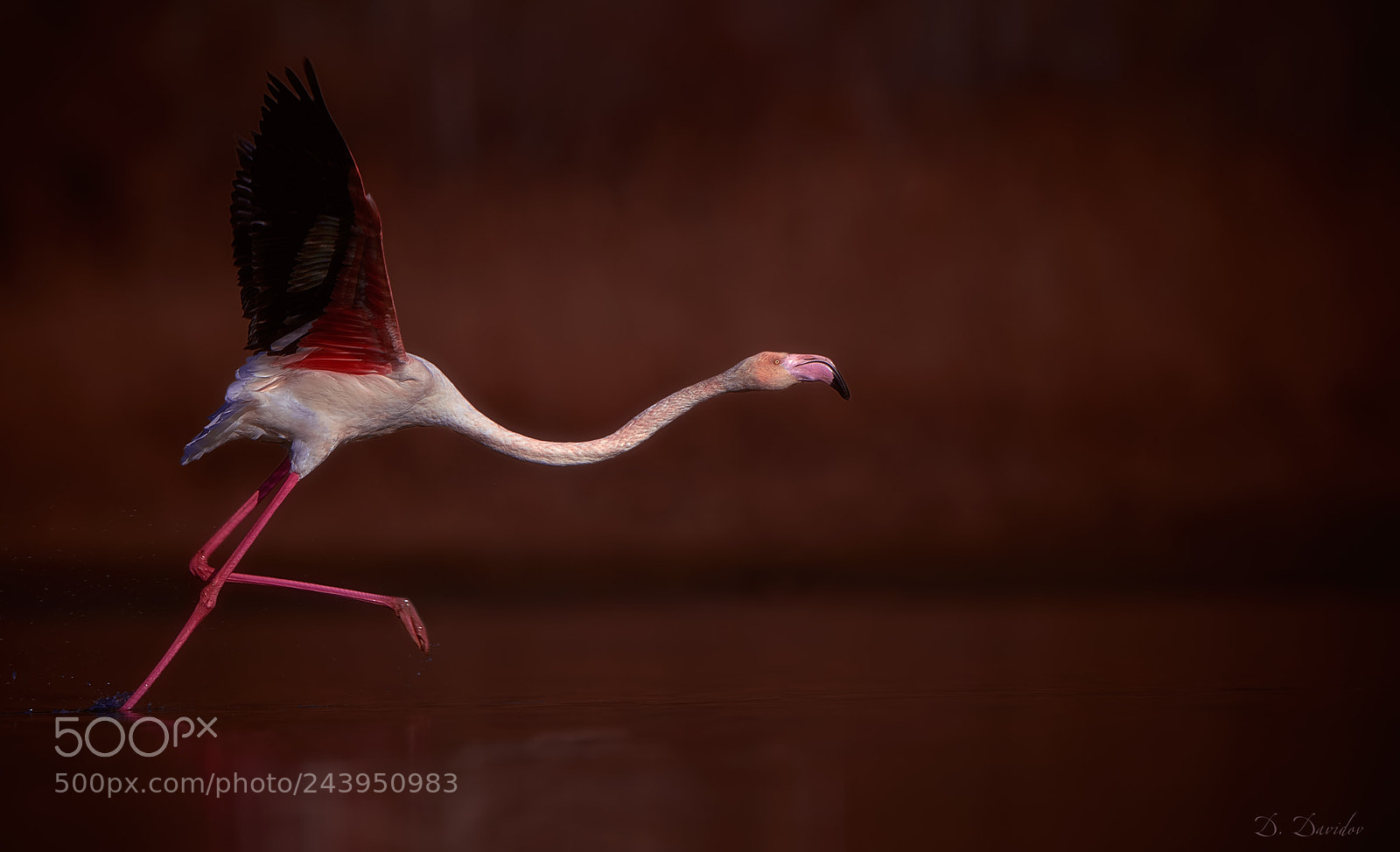 Nikon D300 sample photo. Lonely flamingo at dusk photography