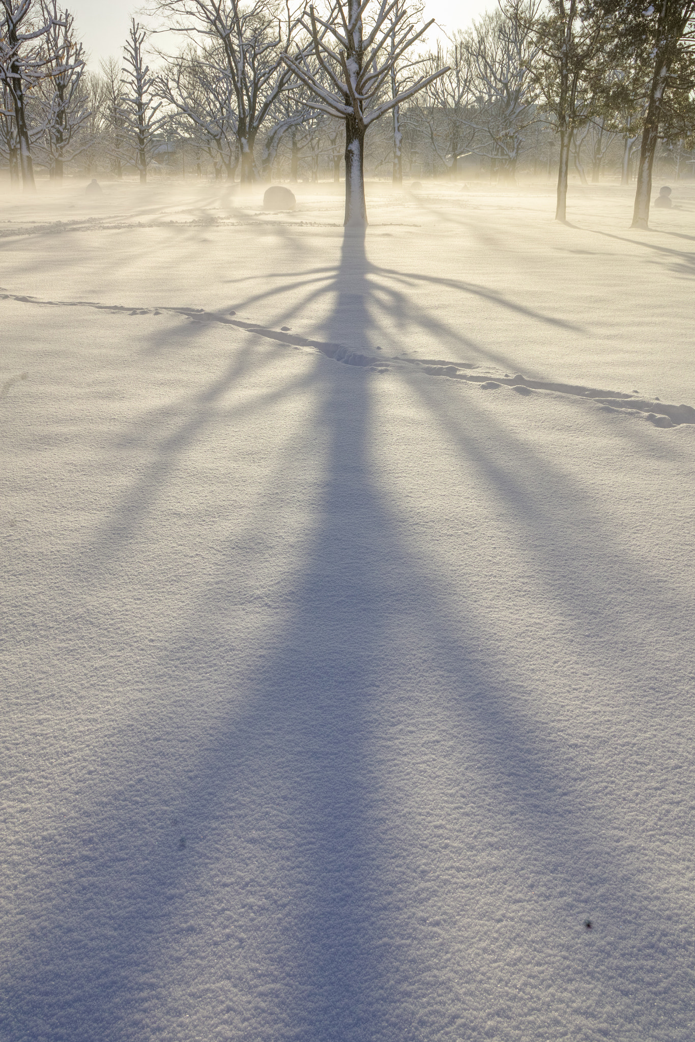 Sigma SD1 sample photo. Shadow on the snow photography