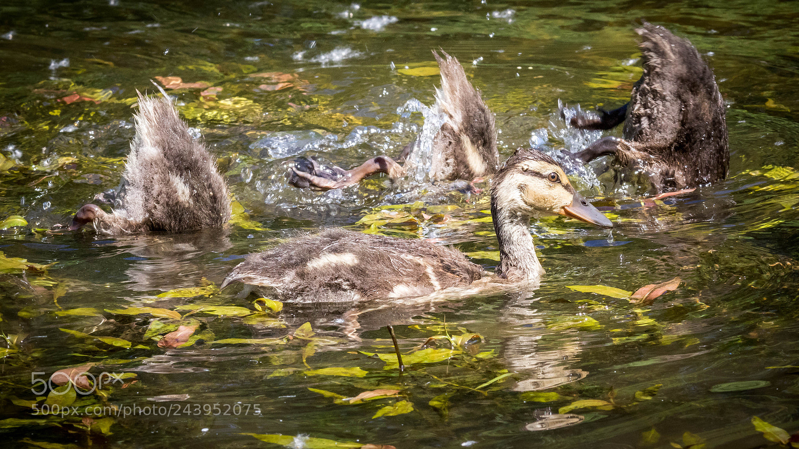Canon EOS 7D Mark II sample photo. 29622-13510-49.jpg photography