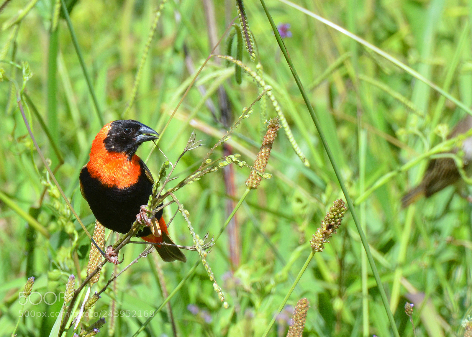 Nikon D5100 sample photo. Bishop photography