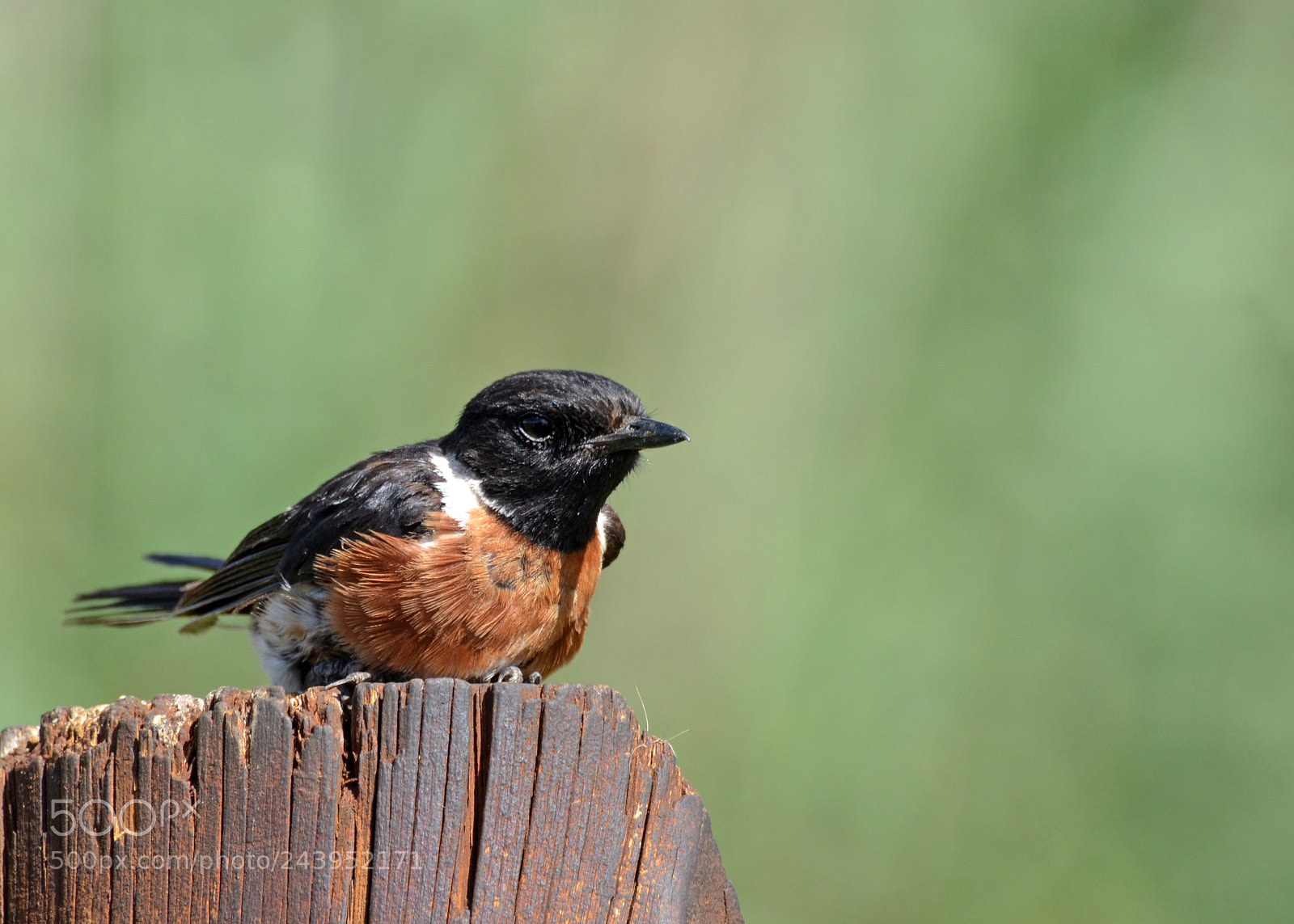 Nikon D5100 sample photo. African stone chat photography