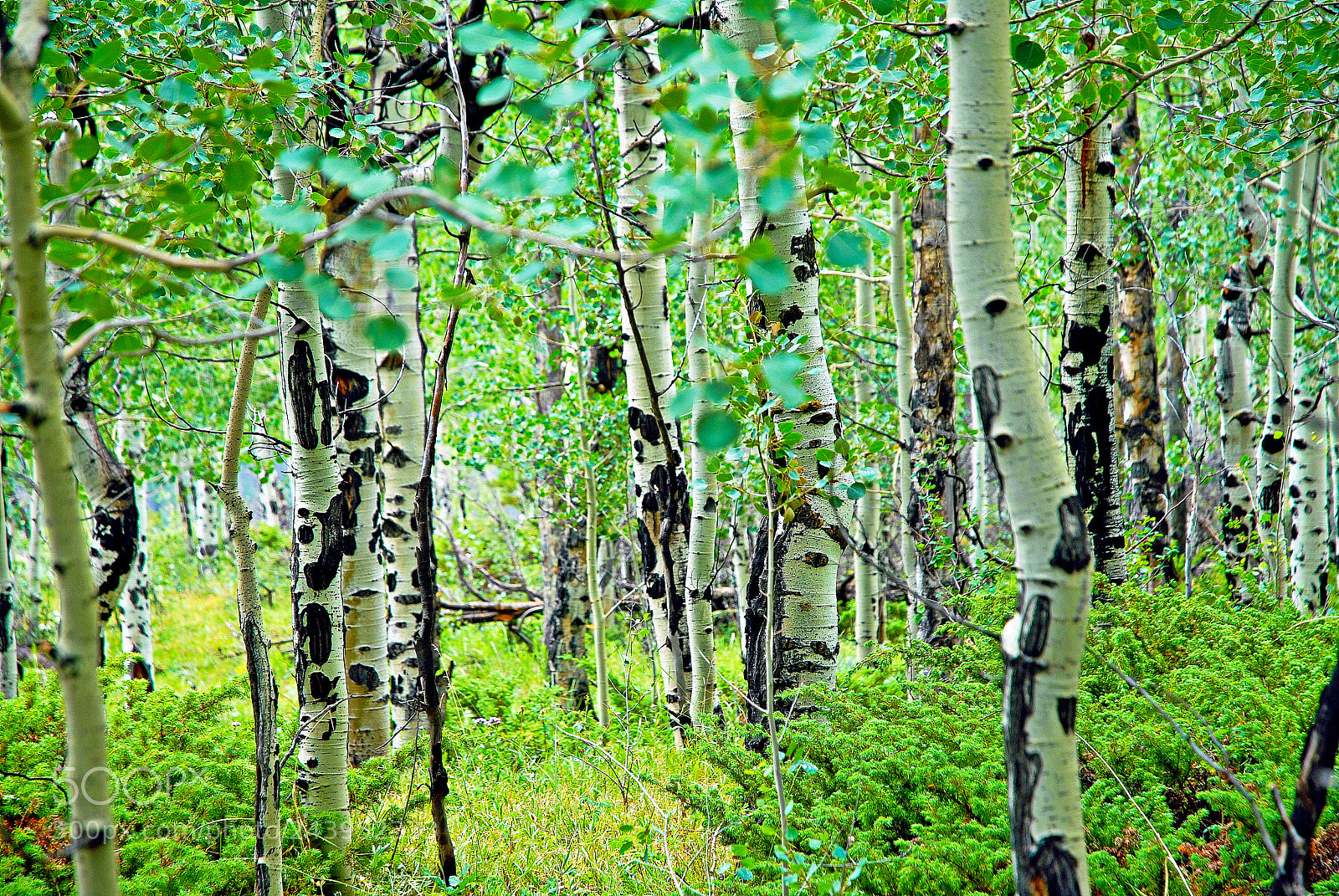 Nikon D200 sample photo. Aspens through the woods photography