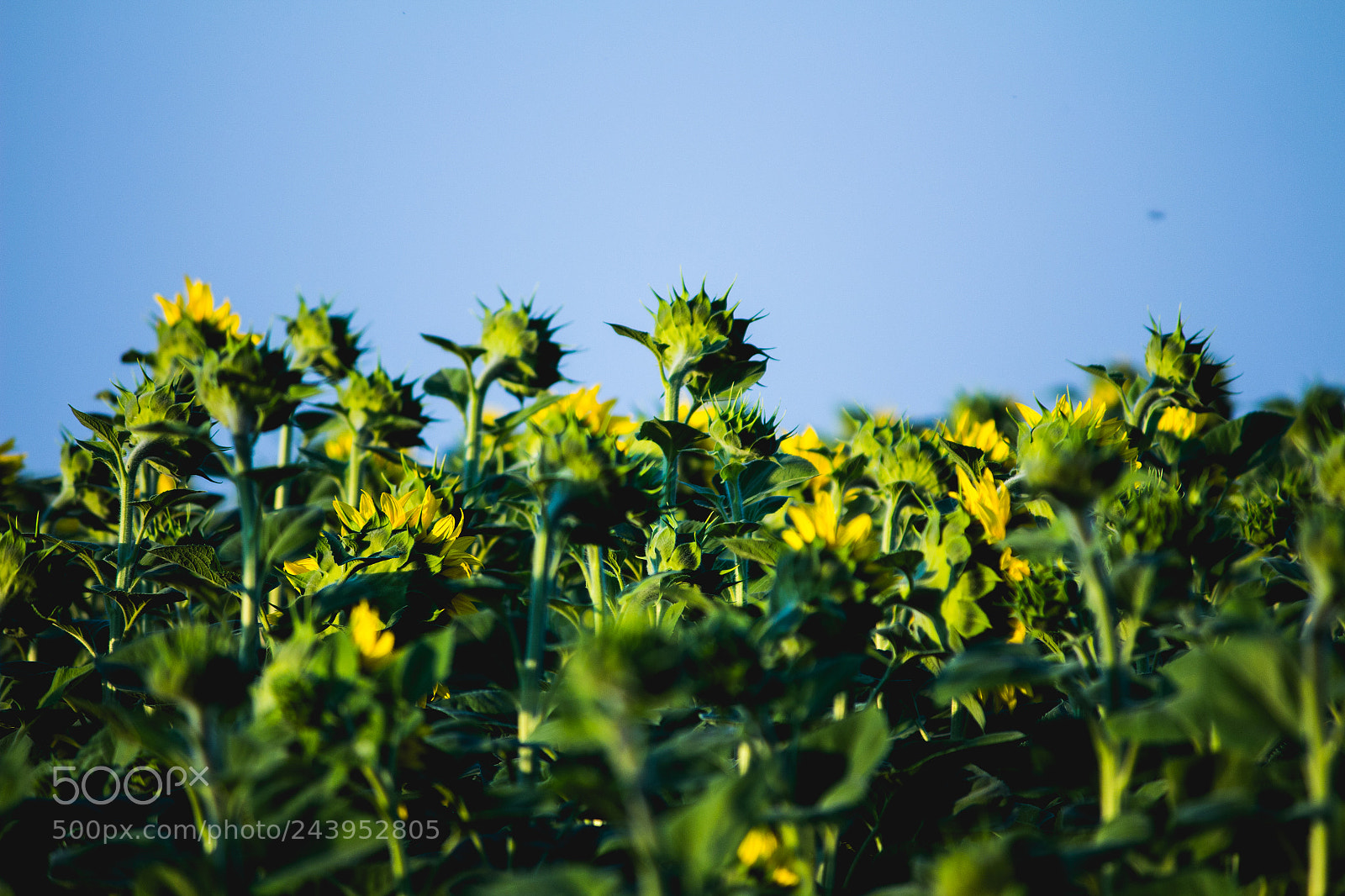 Canon EOS 700D (EOS Rebel T5i / EOS Kiss X7i) sample photo. Effloresence photography