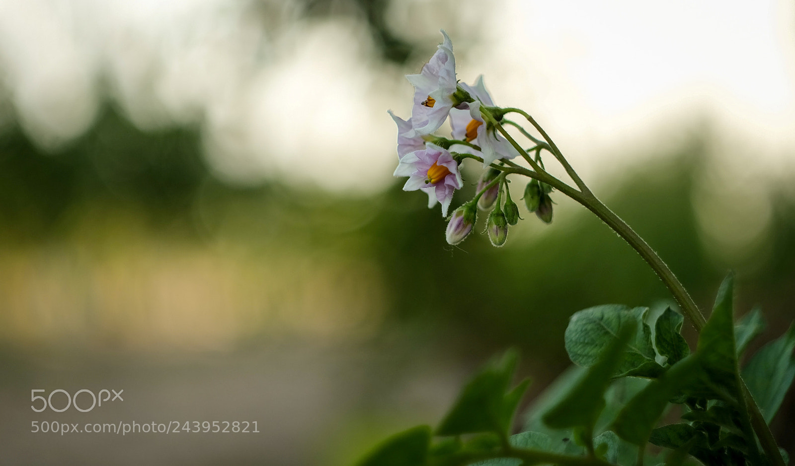 Fujifilm X-A1 sample photo. Untitled photography