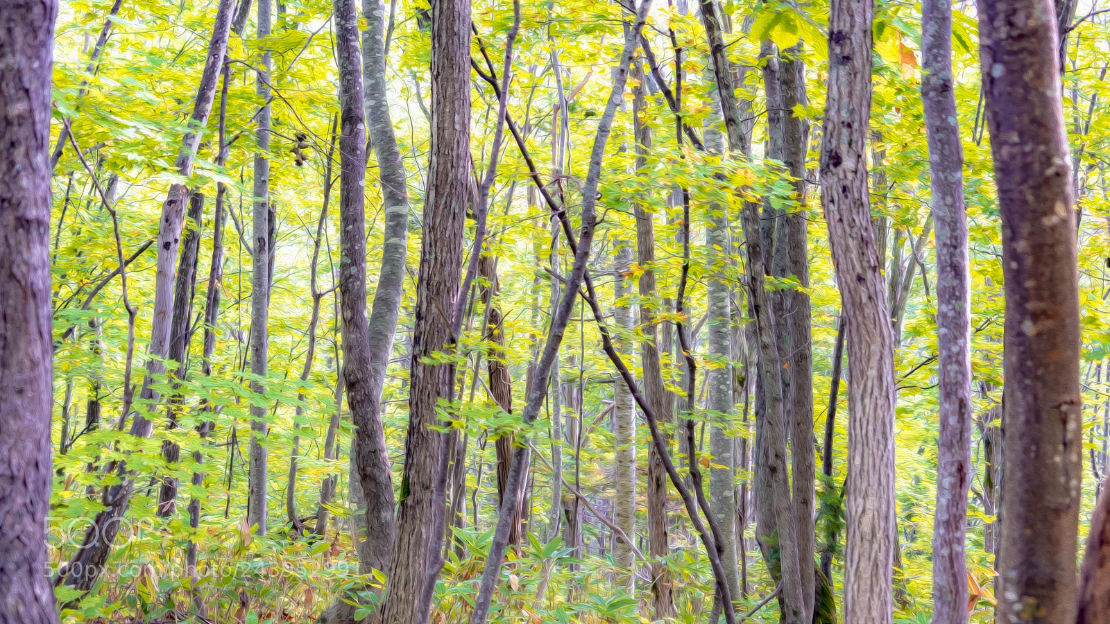 Sony a7 II sample photo. Autumn forest photography