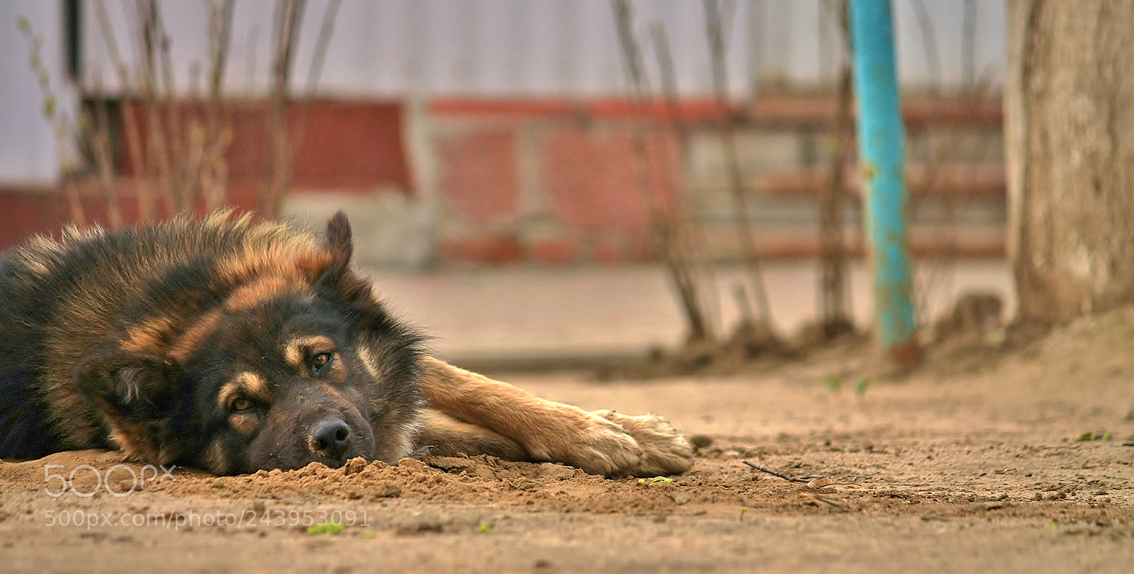Canon EOS 450D (EOS Rebel XSi / EOS Kiss X2) sample photo. Dog resting photography