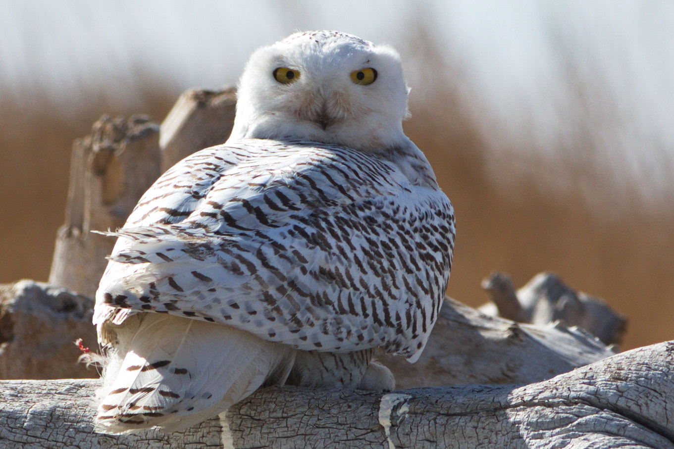 Canon EF 70-200mm F2.8L IS II USM sample photo. Snowy owl photography
