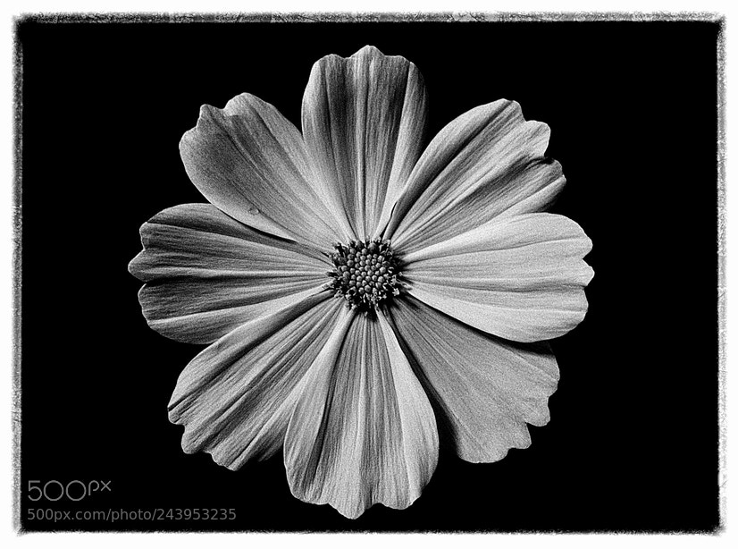 Nikon D3100 sample photo. Flower photography
