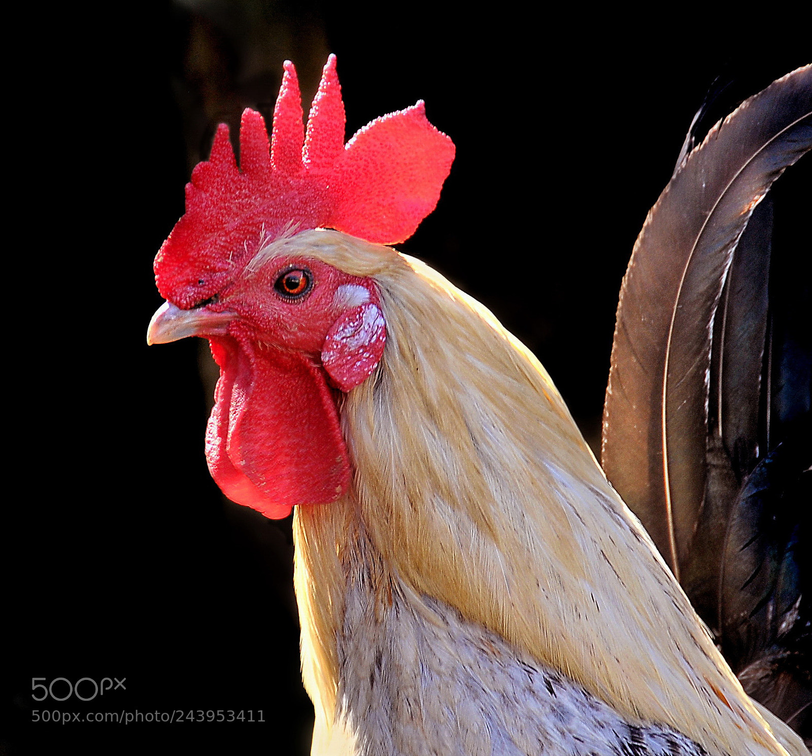 Nikon D300 sample photo. My cock photography