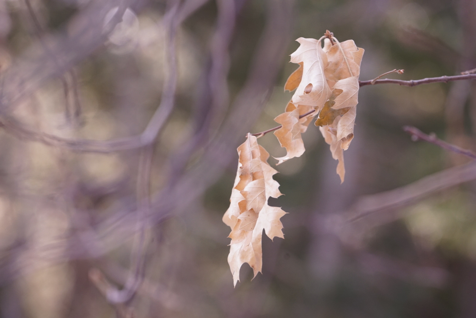 Sony a7 II + Sony FE 70-200mm F4 G OSS sample photo. Winterleaves photography