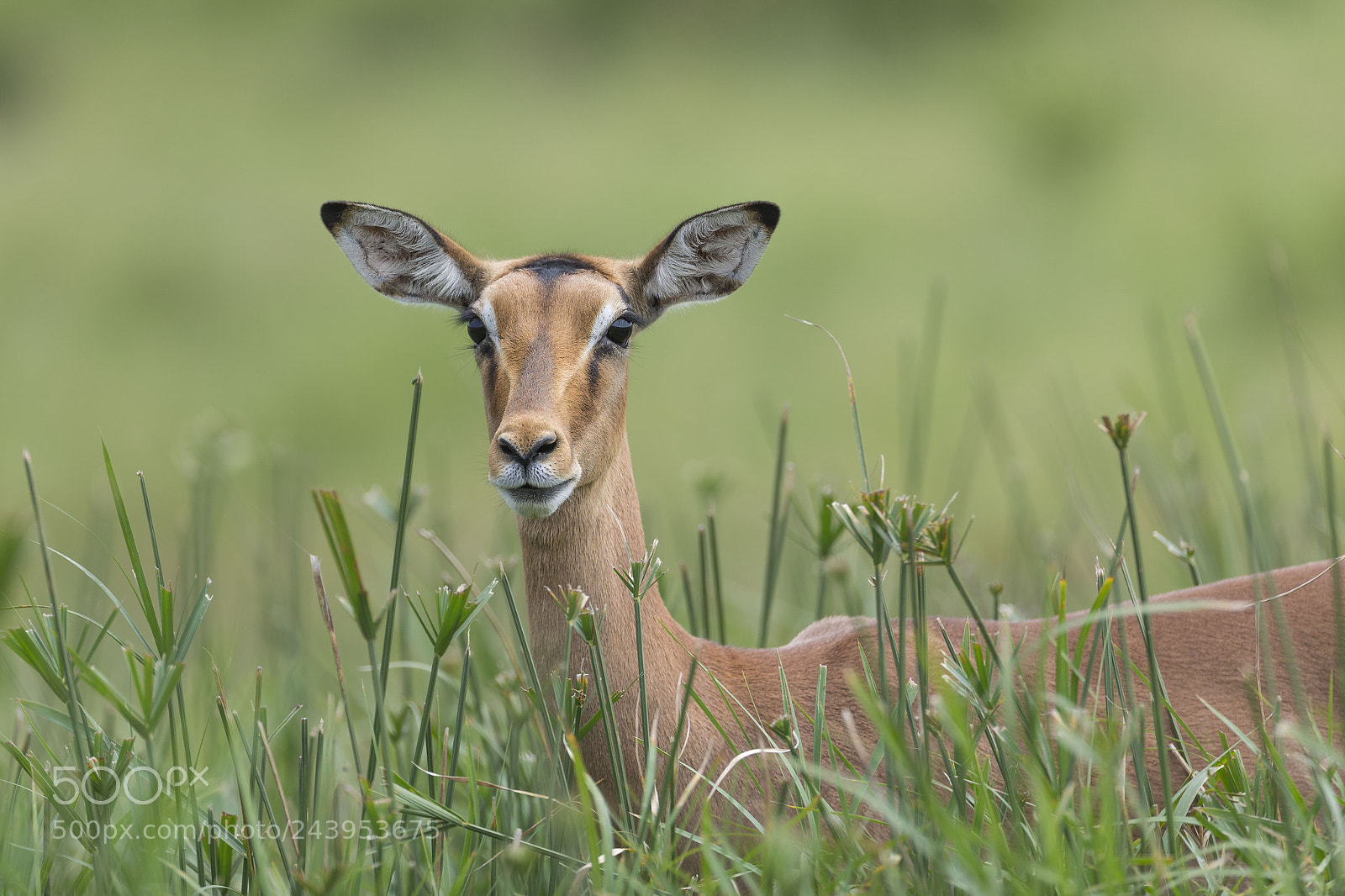 Canon EOS-1D X sample photo. Impala photography