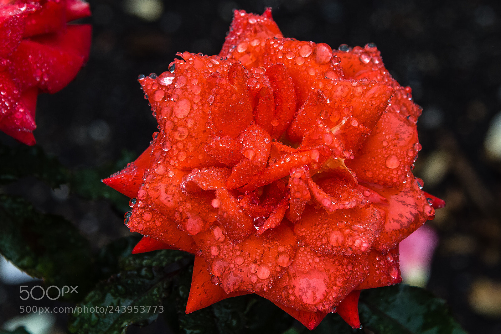 Canon EOS 60D sample photo. Rose 'smokey joe' photography