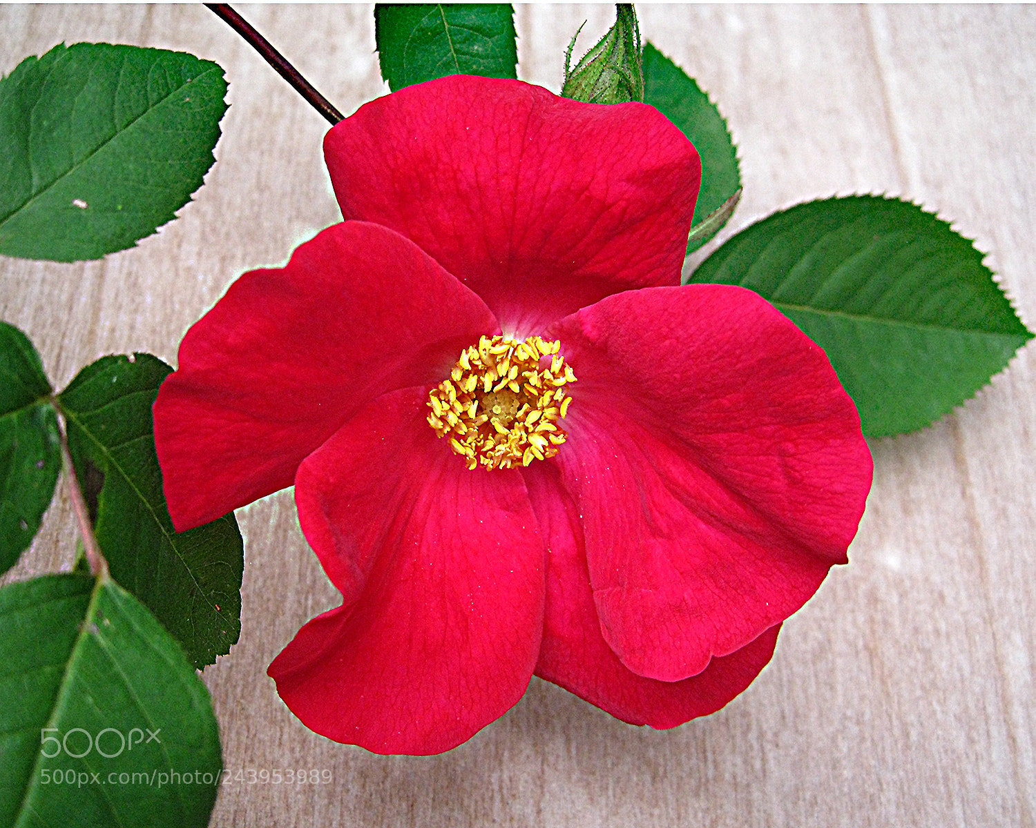 Canon DIGITAL IXUS 960 IS sample photo. Scarlet fire photography