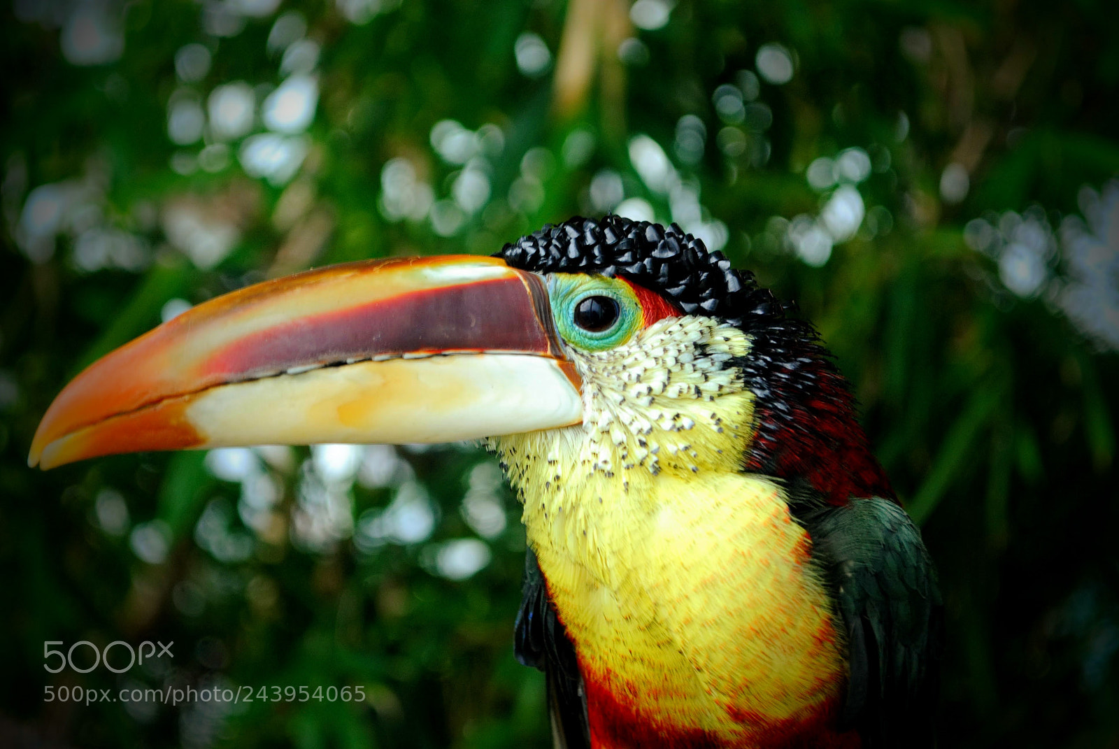 Nikon D3000 sample photo. Curl crested aracari photography
