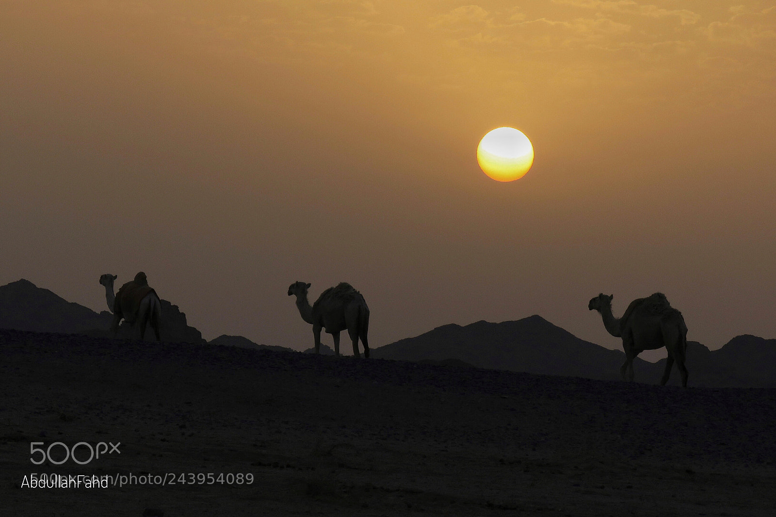 Canon PowerShot SX60 HS sample photo. Camels photography