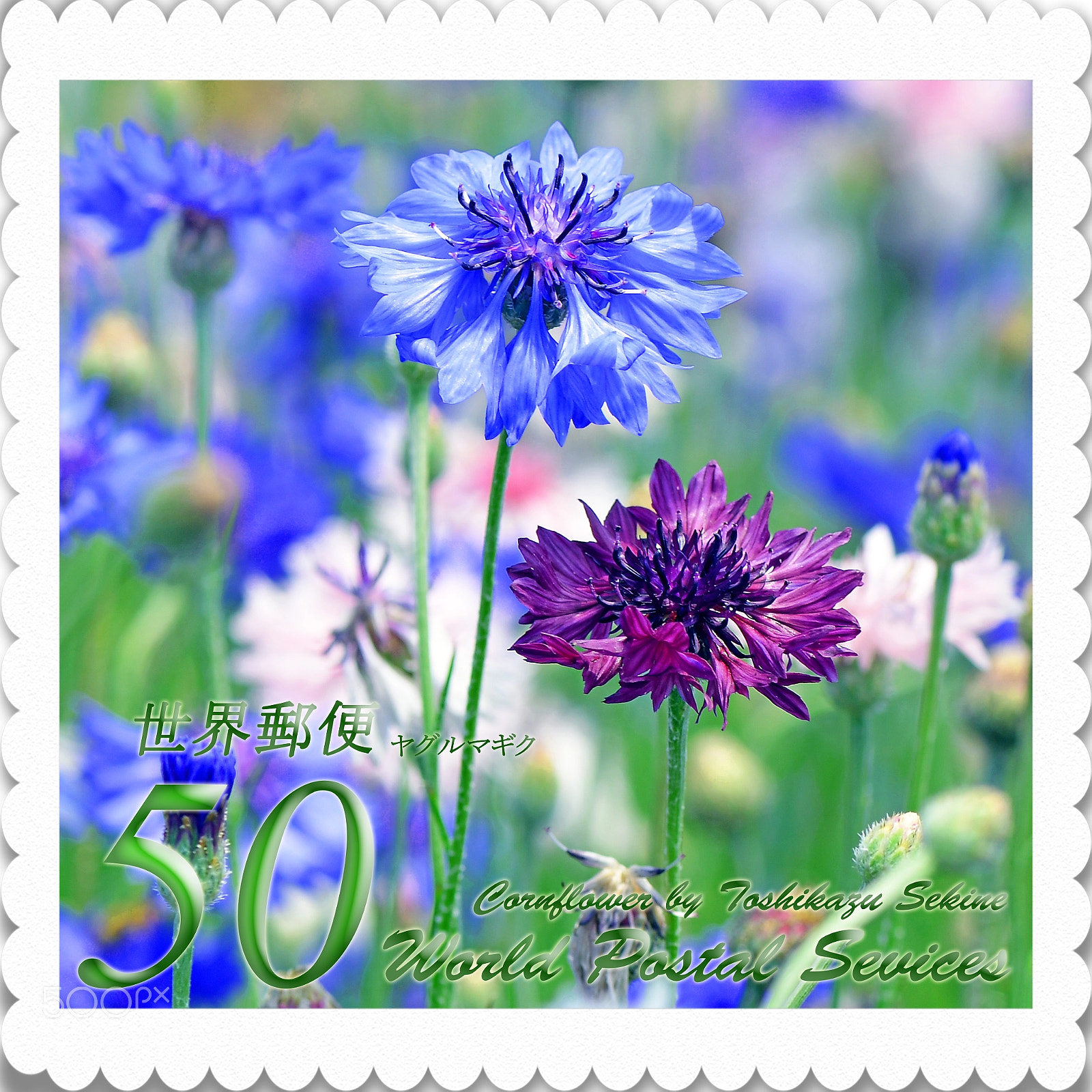 Nikon D800 sample photo. Cornflower photography