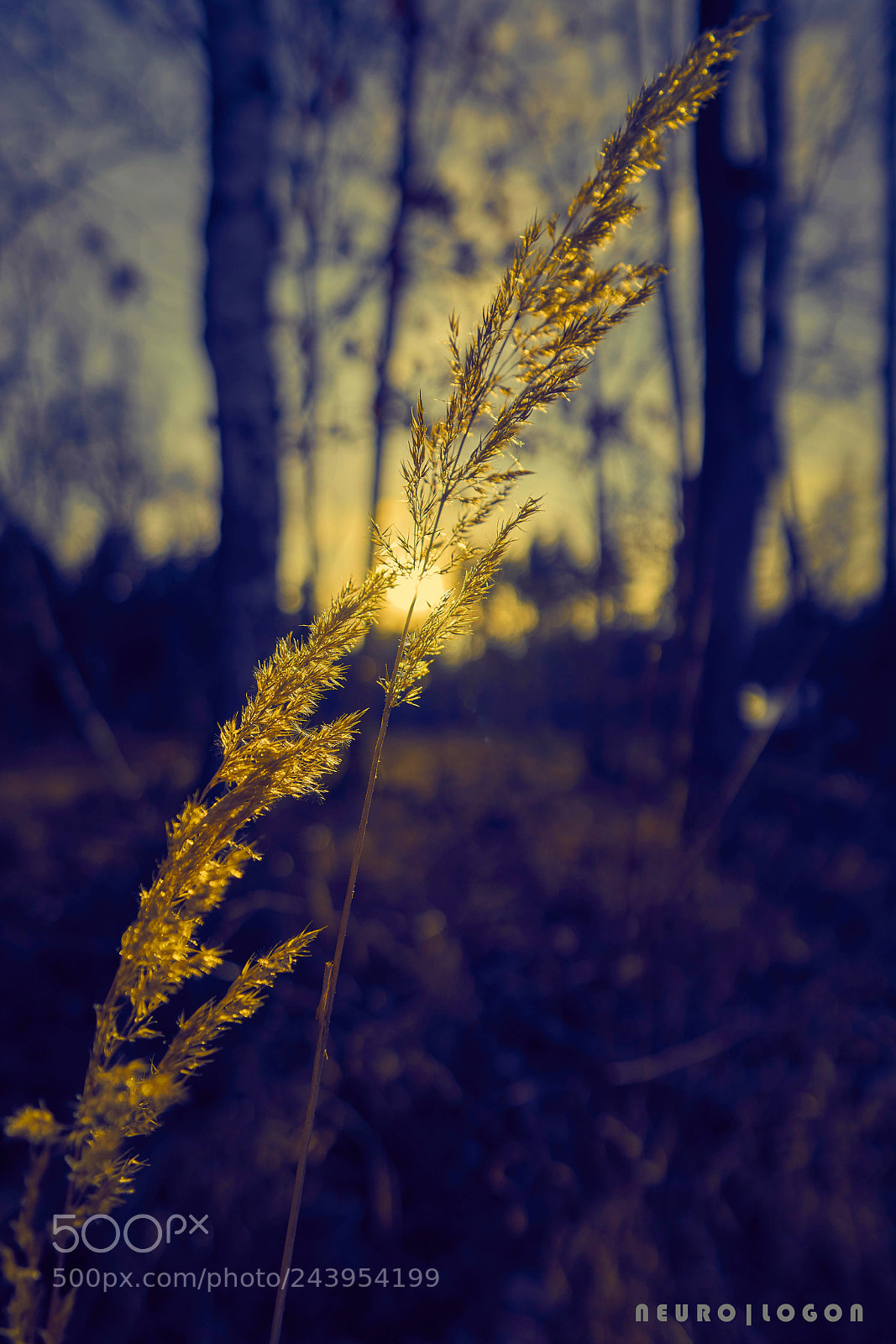 Sony a7R II sample photo. Blade of grass photography