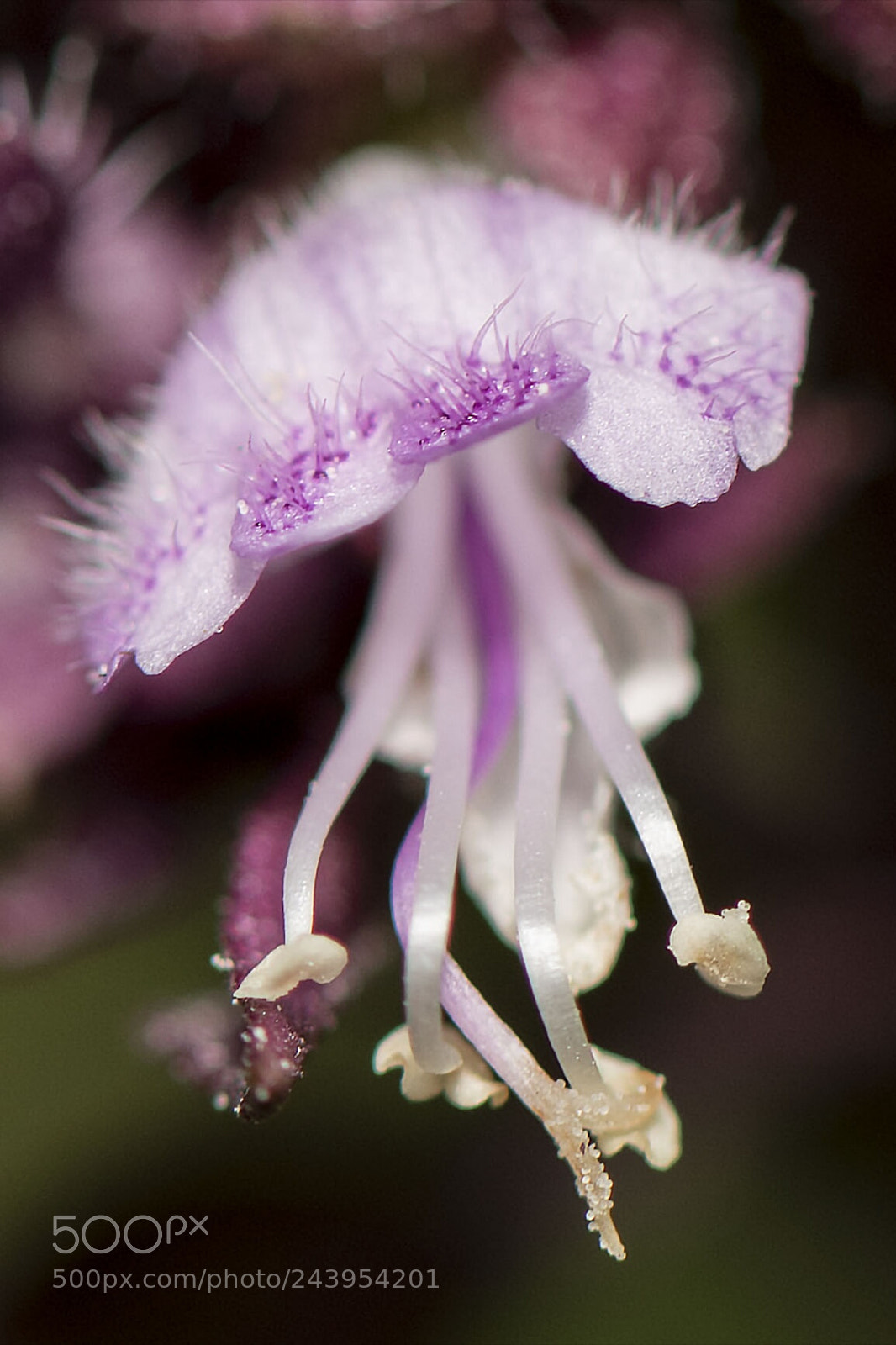 Nikon D500 sample photo. Flower photography
