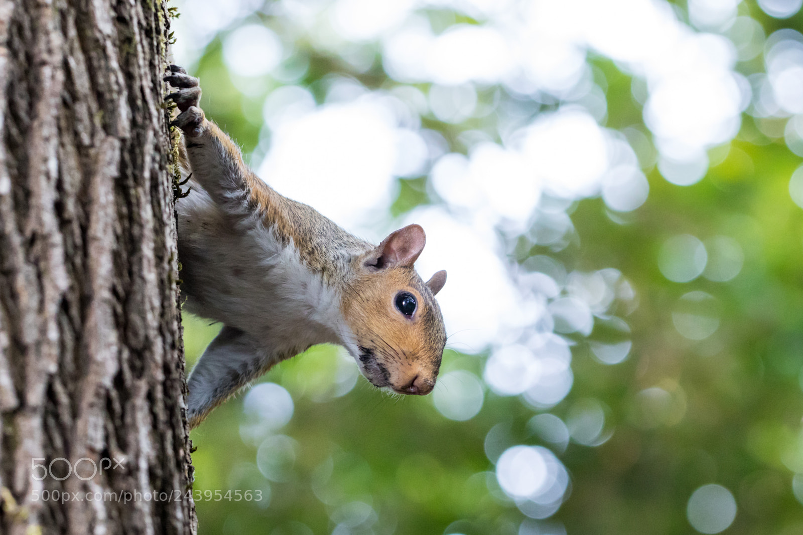 Canon EOS 7D Mark II sample photo. Kk0a5741-6.jpg photography
