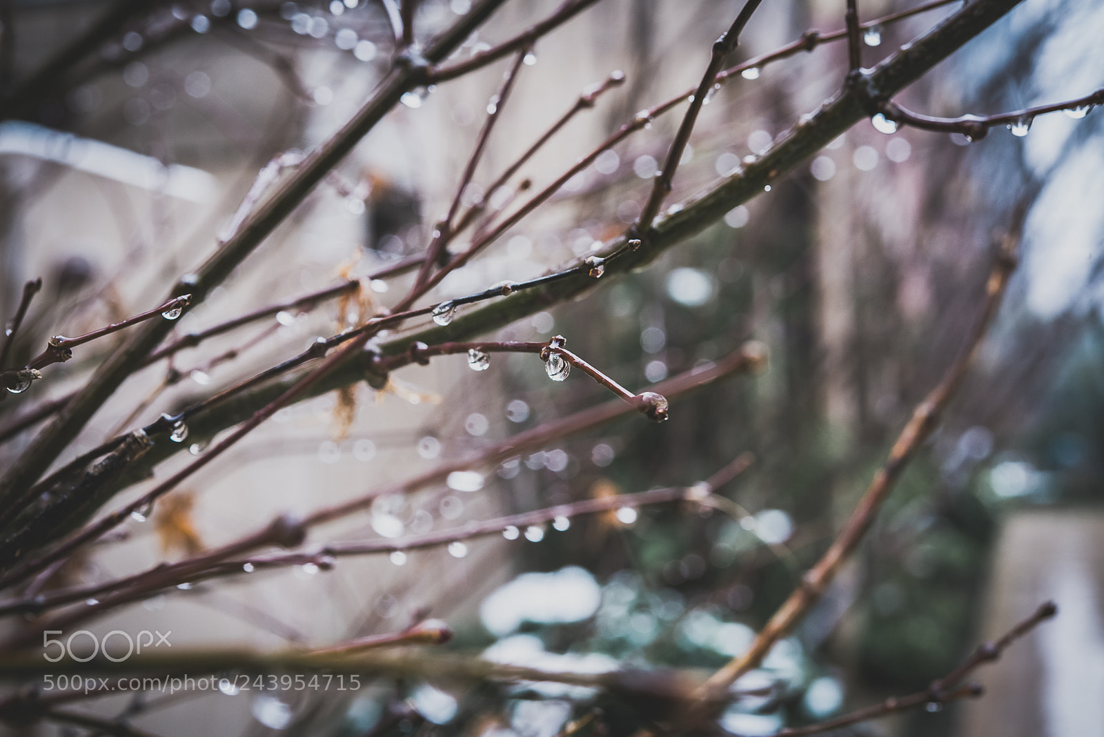 Nikon D810 sample photo. Snow day photography