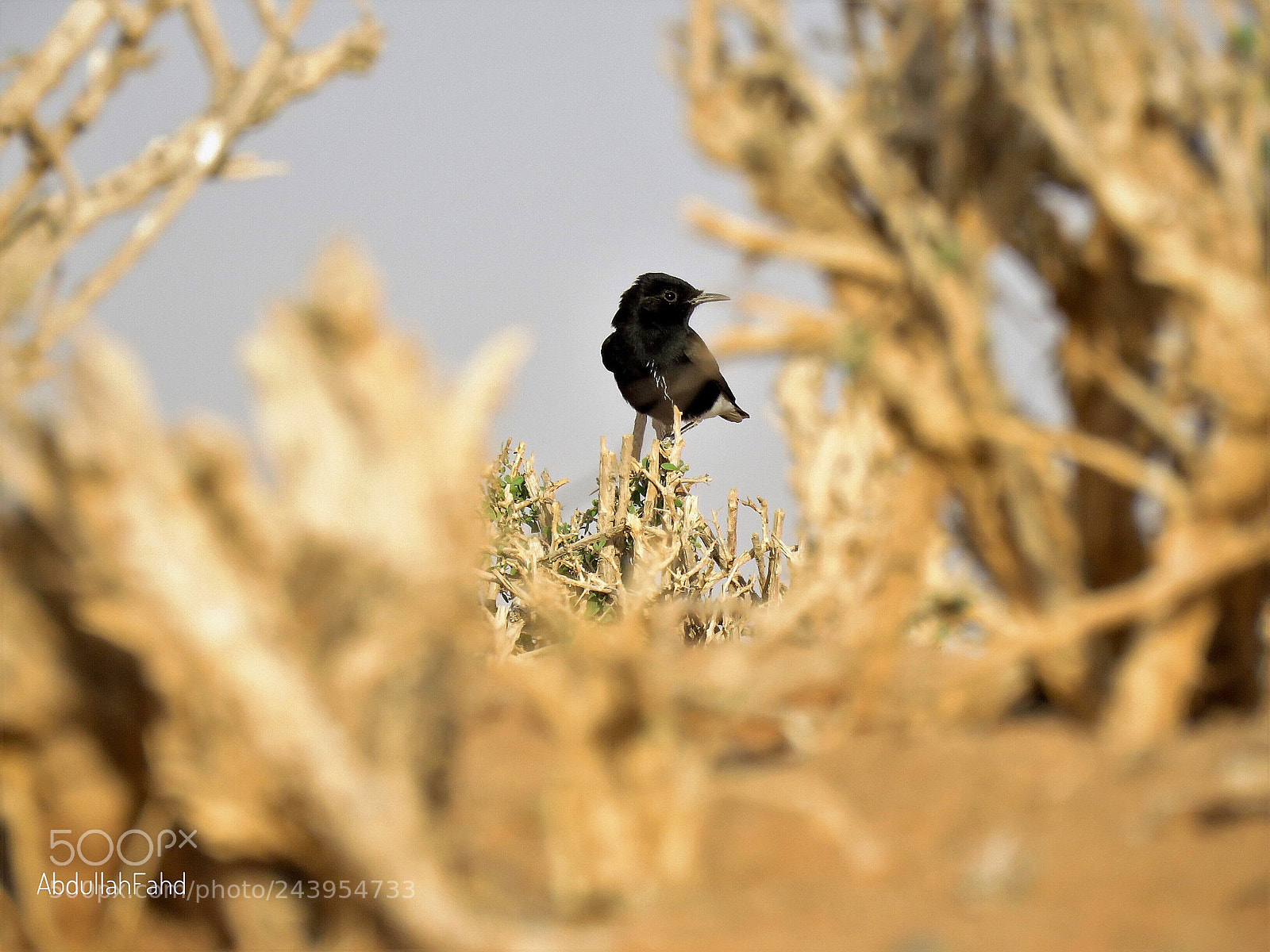 Canon PowerShot SX60 HS sample photo. Pied stonechat photography