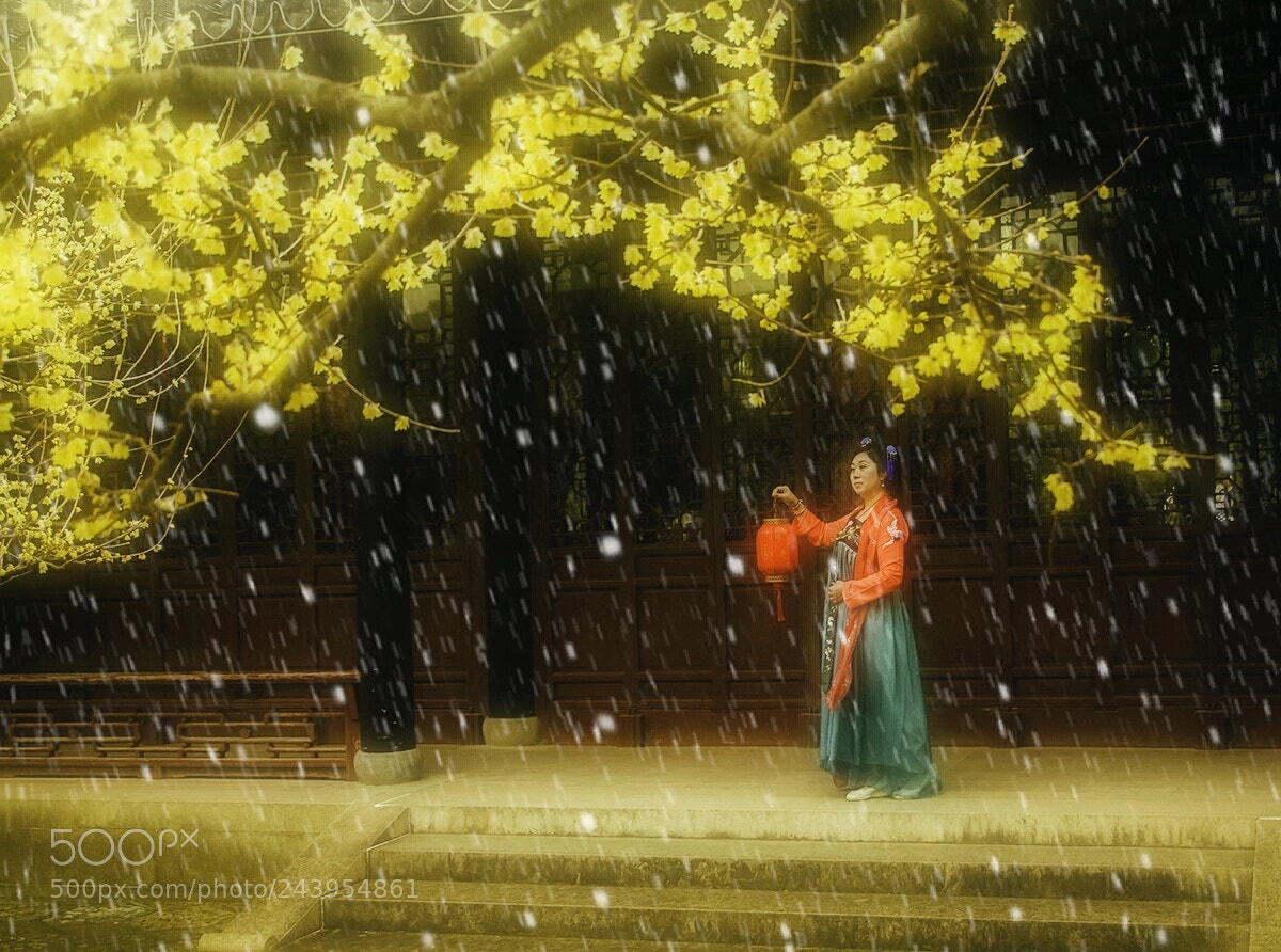 Nikon D300 sample photo. 雪中腊梅俏佳人 photography