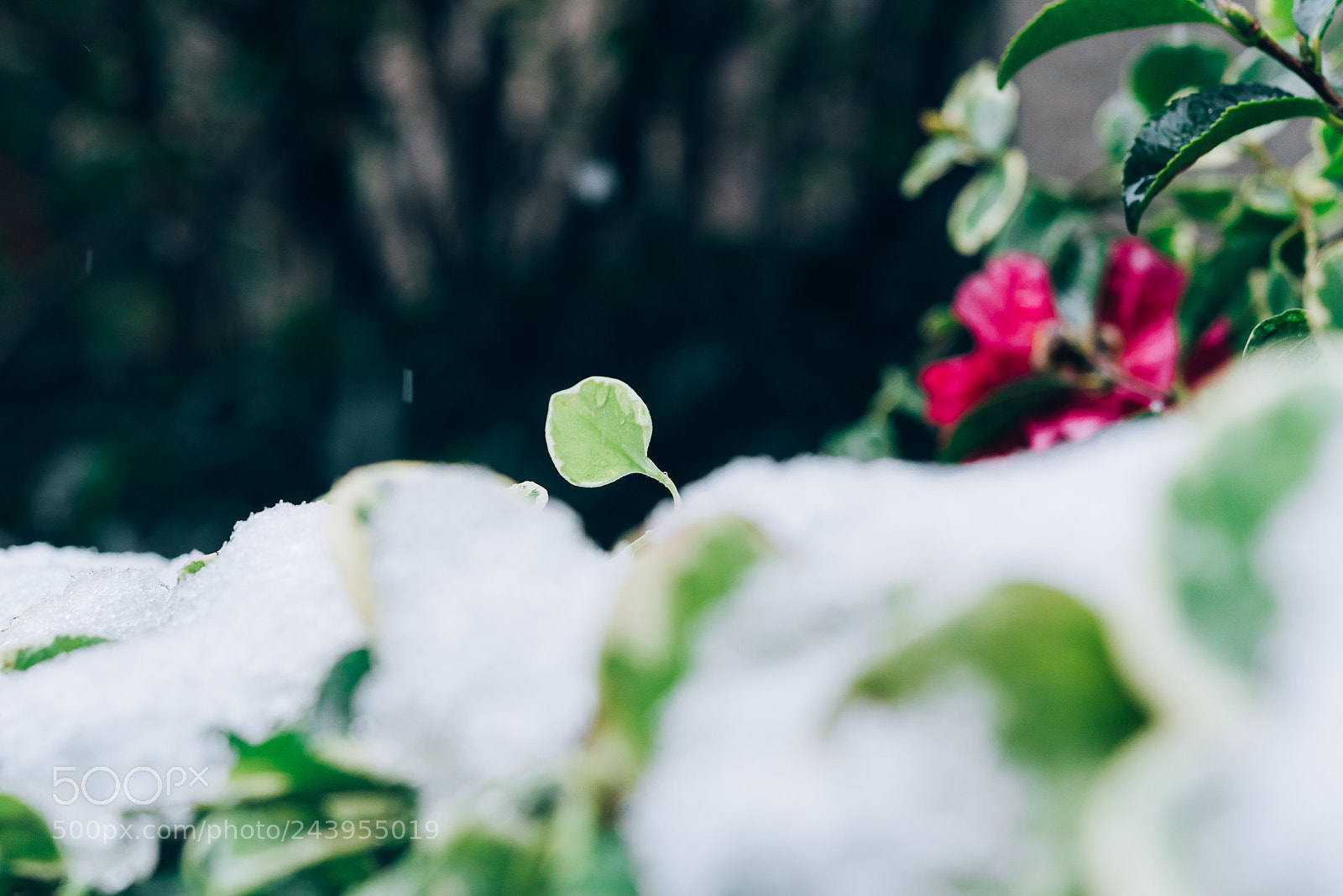 Nikon D810 sample photo. Untitled photography