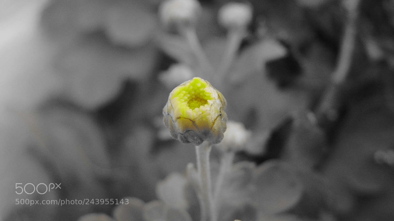 Sony Cyber-shot DSC-H300 sample photo. Bloom "bud"dy (: photography