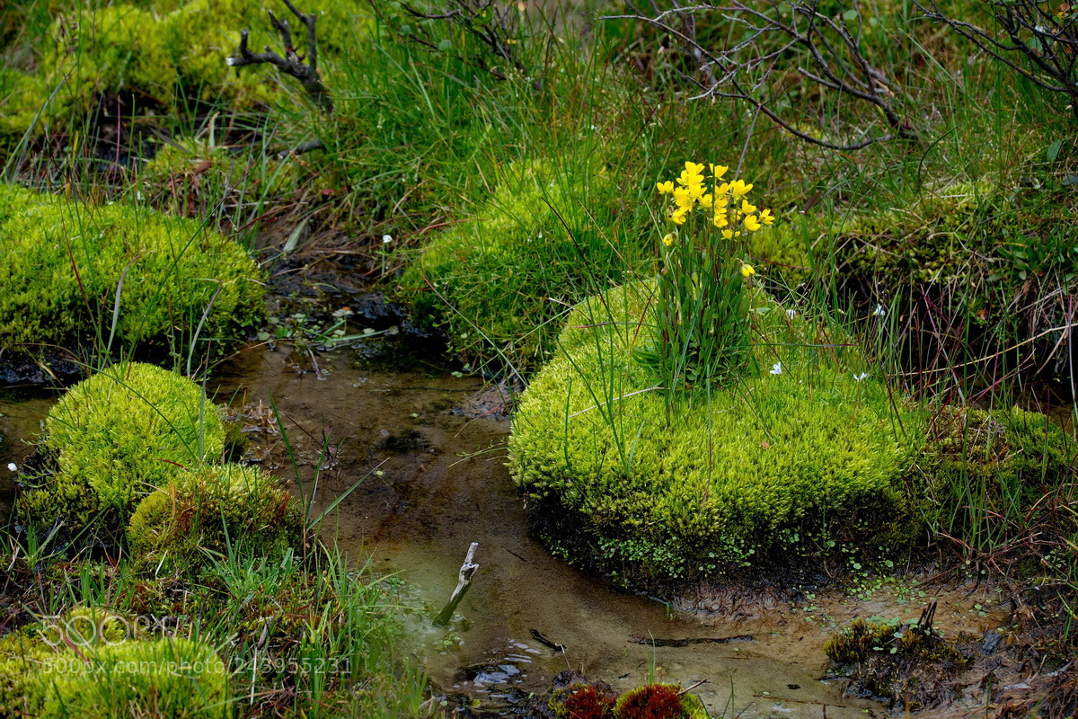 Fujifilm X-T1 sample photo. Russia. siberia. altai mountains photography