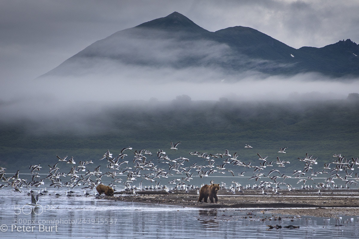 Canon EOS 5DS R sample photo. Bears and birds photography