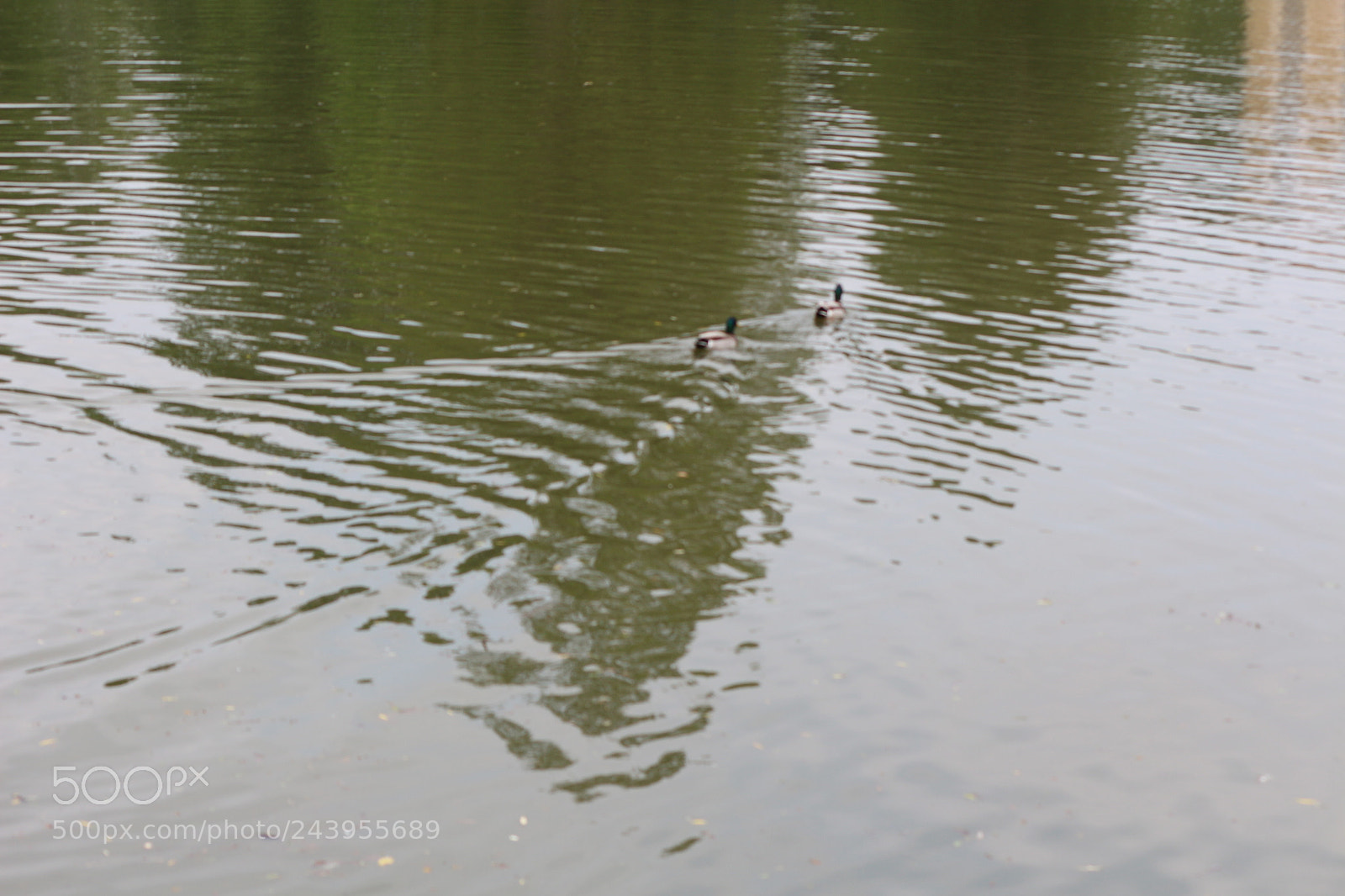 Canon EOS 650D (EOS Rebel T4i / EOS Kiss X6i) sample photo. Img photography