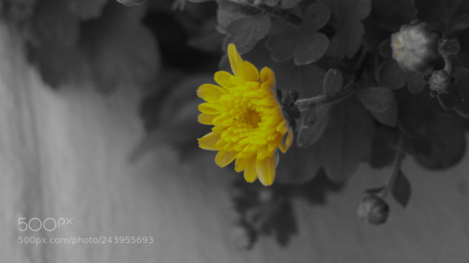 Sony Cyber-shot DSC-H300 sample photo. Bloom photography