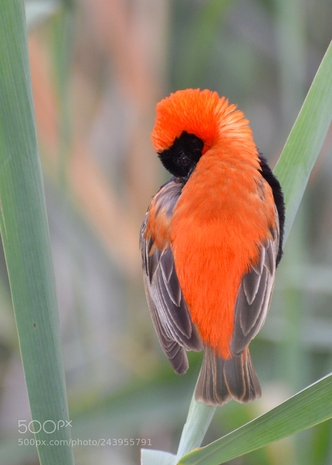 Nikon D5100 sample photo. Red bishop photography