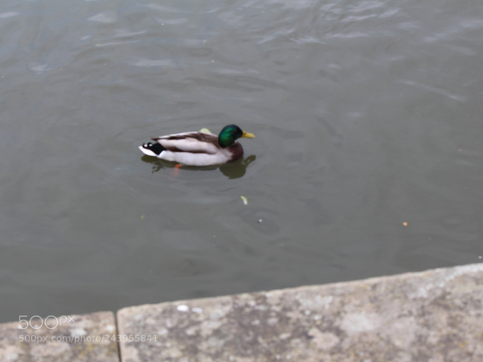 Canon EOS 650D (EOS Rebel T4i / EOS Kiss X6i) sample photo. Img photography