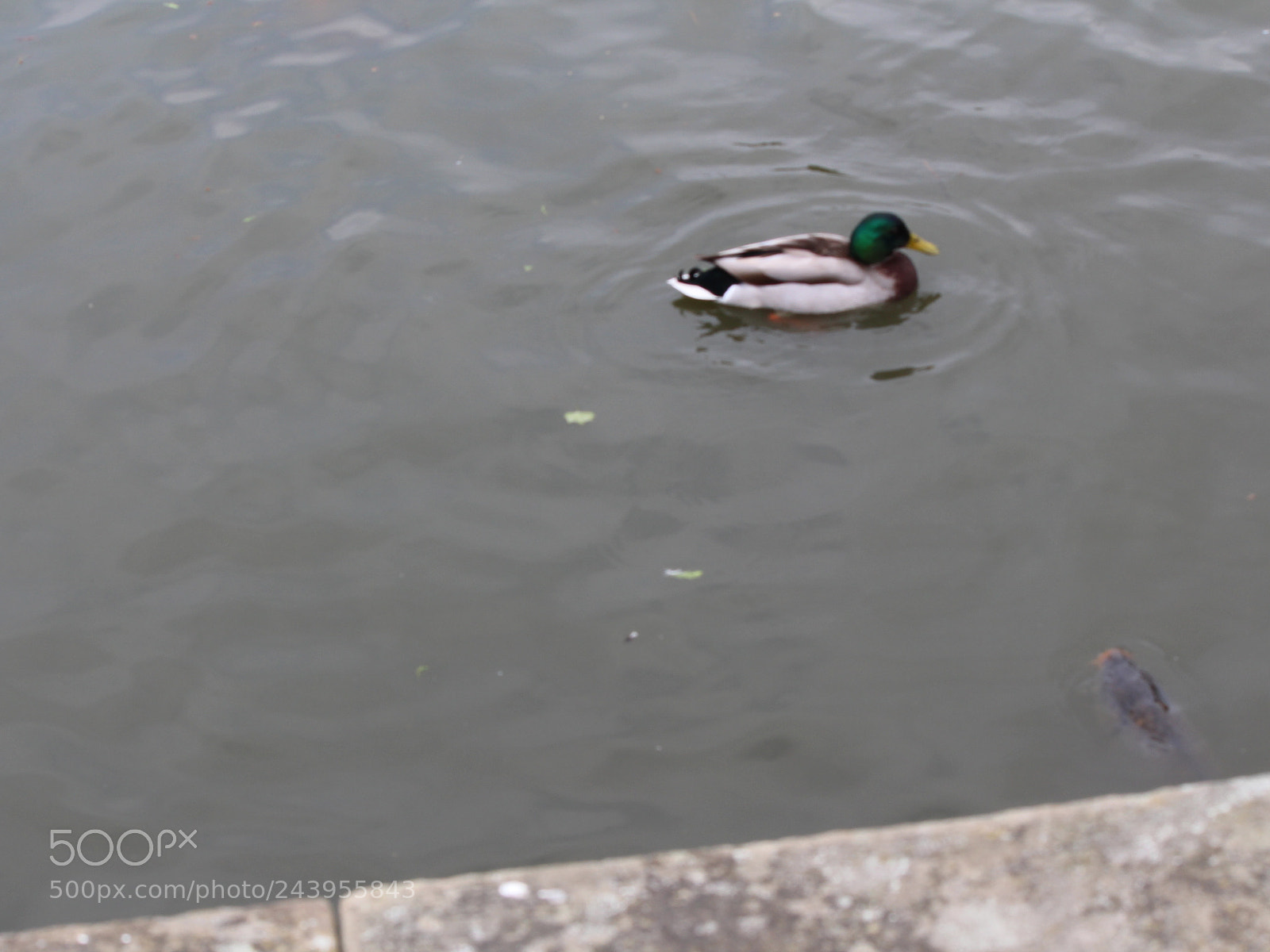 Canon EOS 650D (EOS Rebel T4i / EOS Kiss X6i) sample photo. Img photography