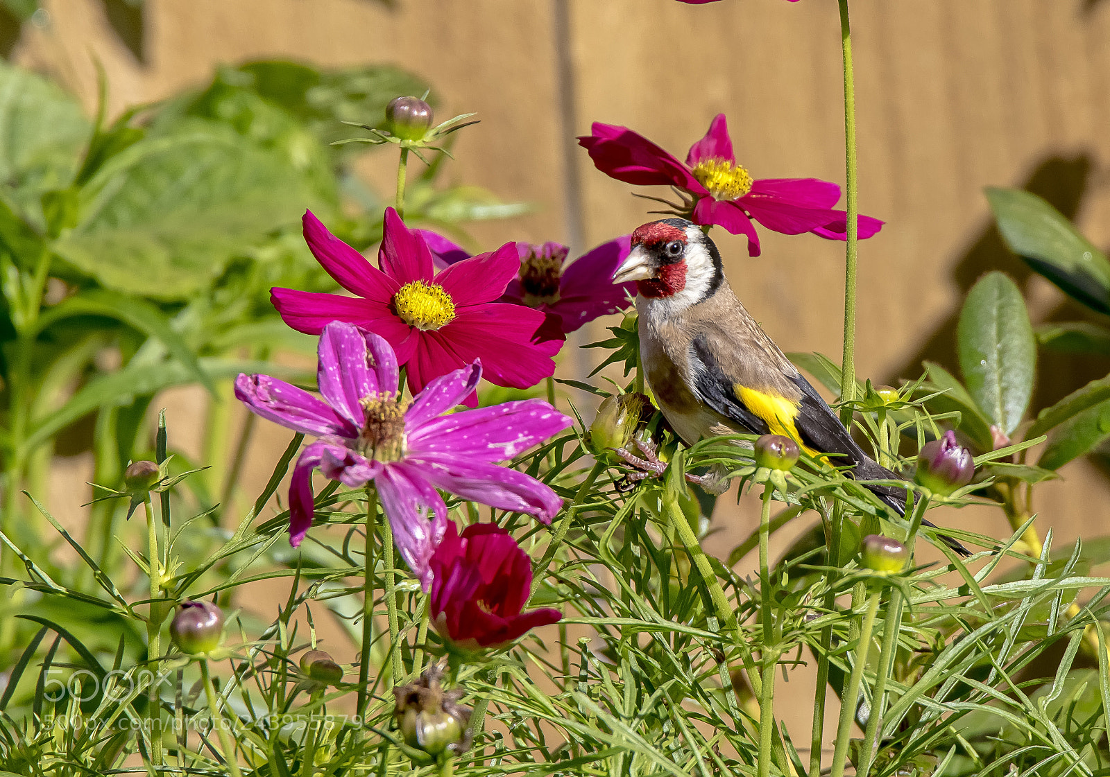 Canon EOS 7D Mark II sample photo. Goldfinch photography