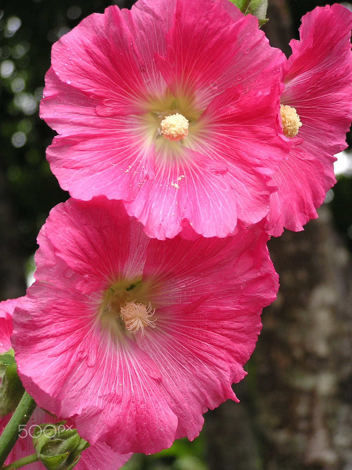 Olympus C740UZ sample photo. Hollyhock photography