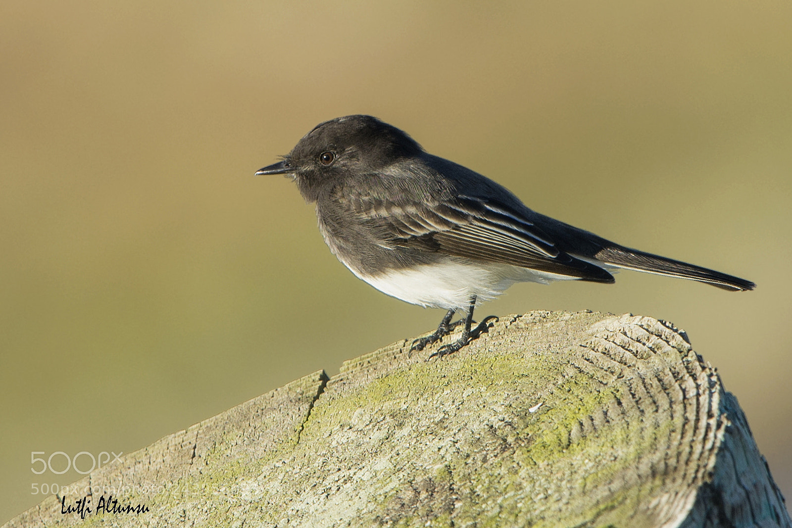 Nikon D7100 sample photo. Black phoebe, eureka, 2015.  photography